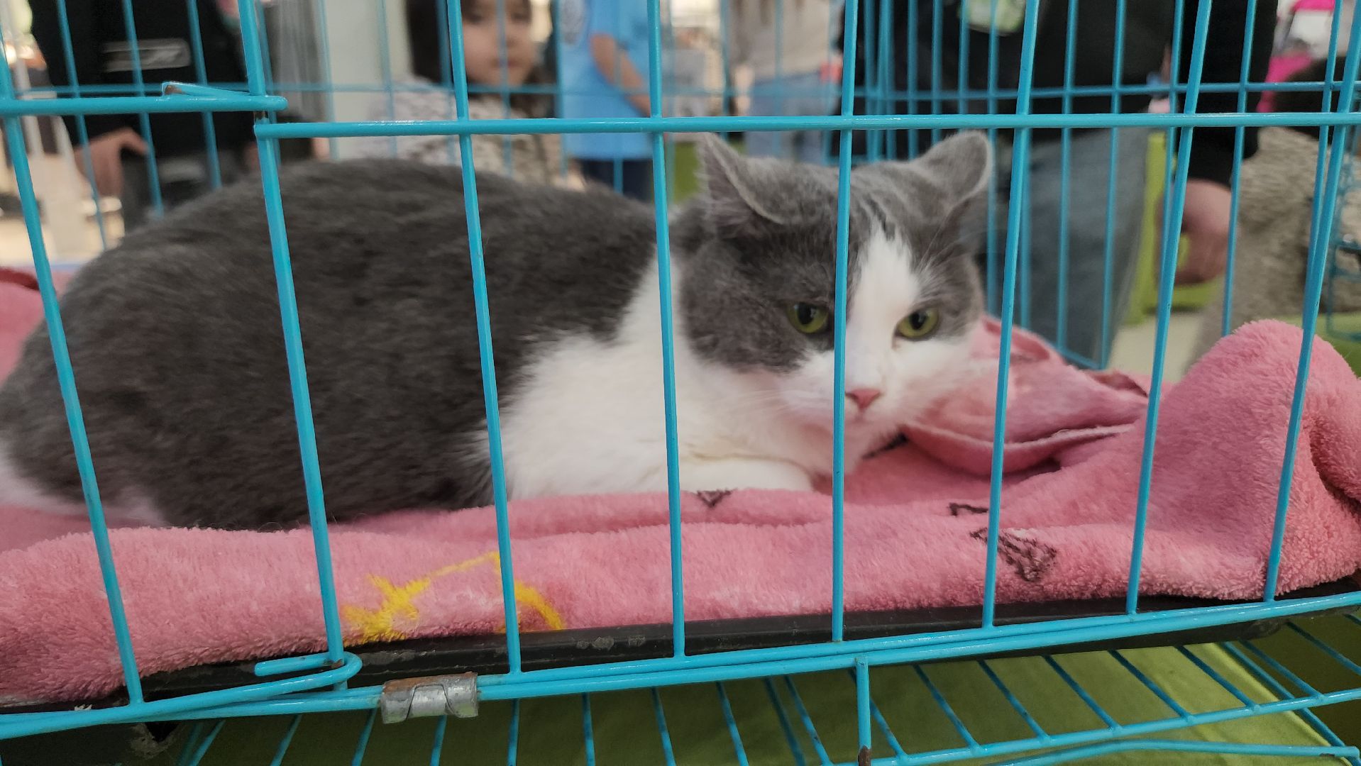 Люберцы, благотворительная выставка, доброкот, домашние животные,