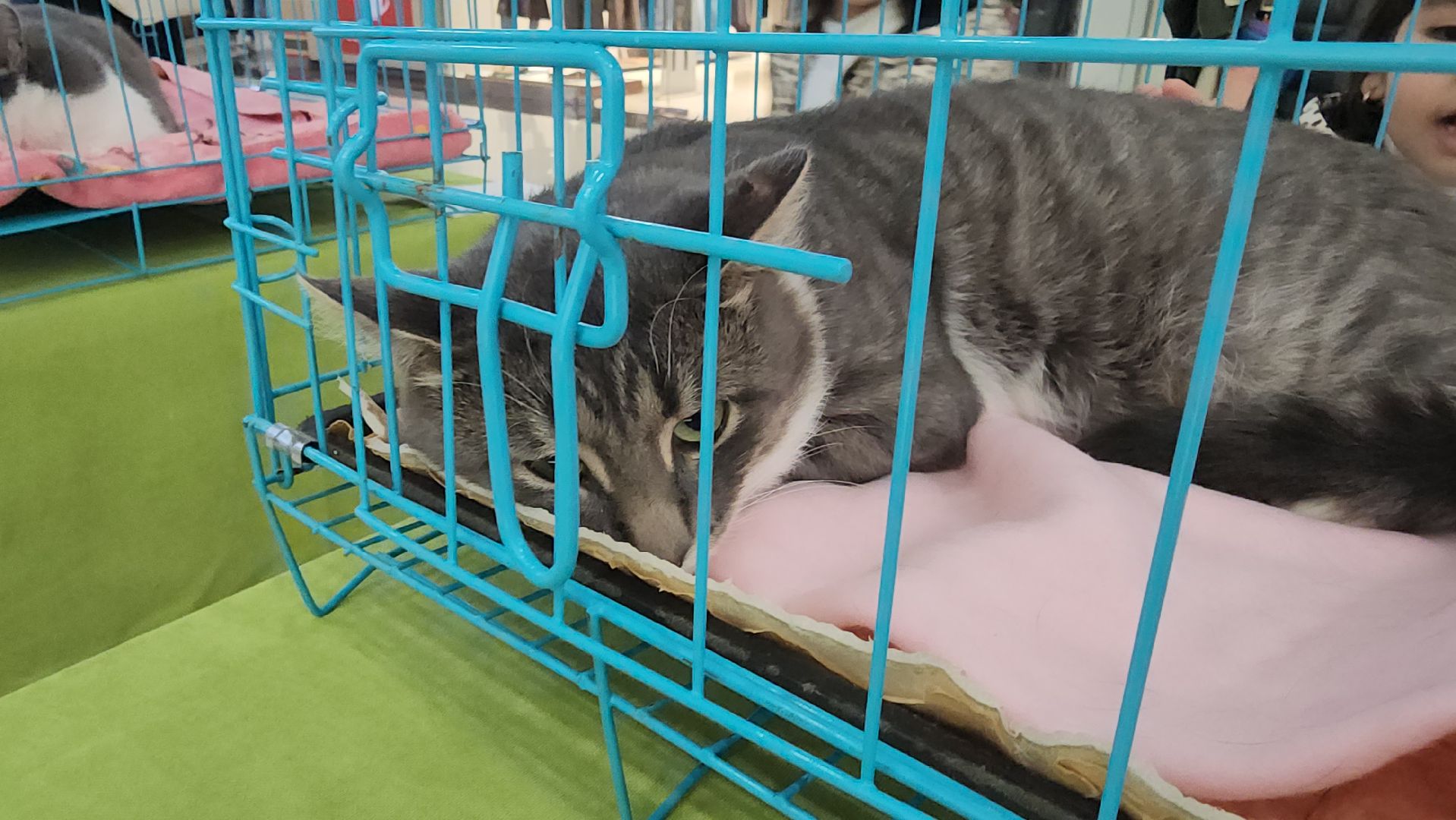 Люберцы, благотворительная выставка, доброкот, домашние животные,