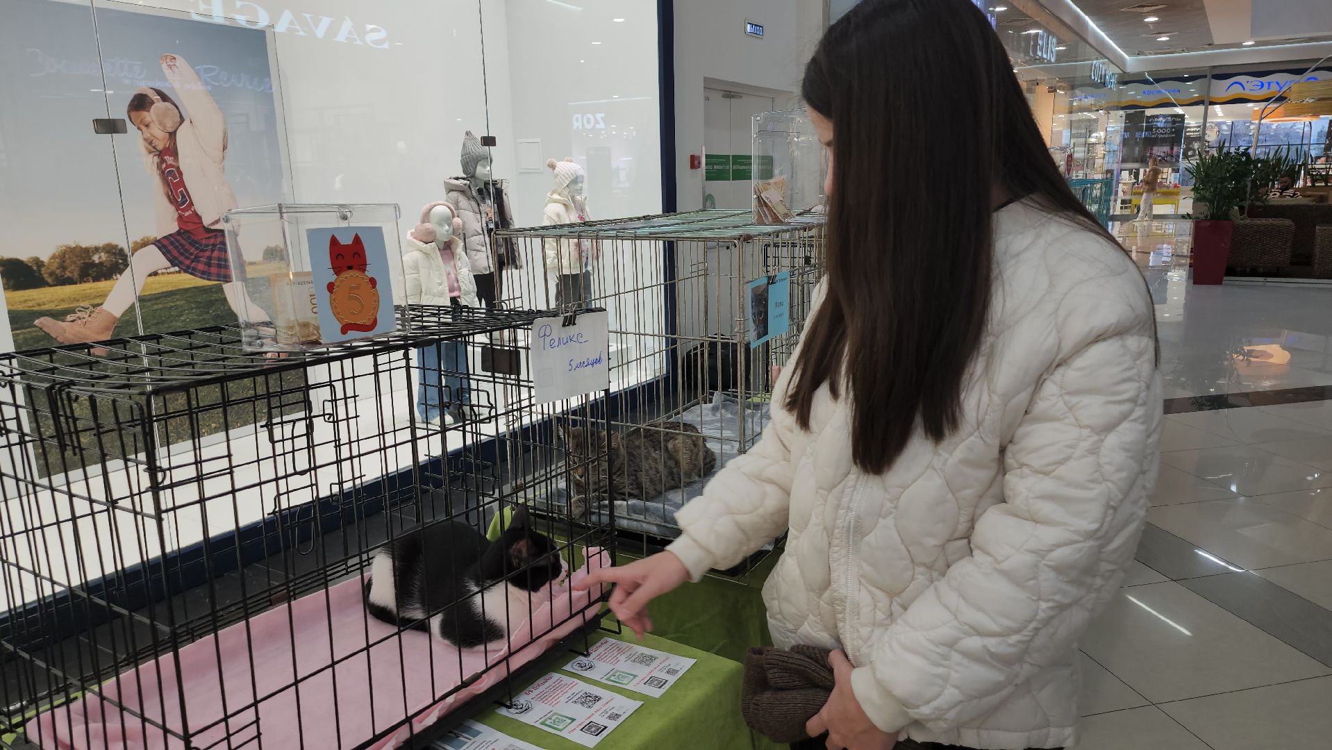 Люберцы, благотворительная выставка, доброкот, домашние животные,