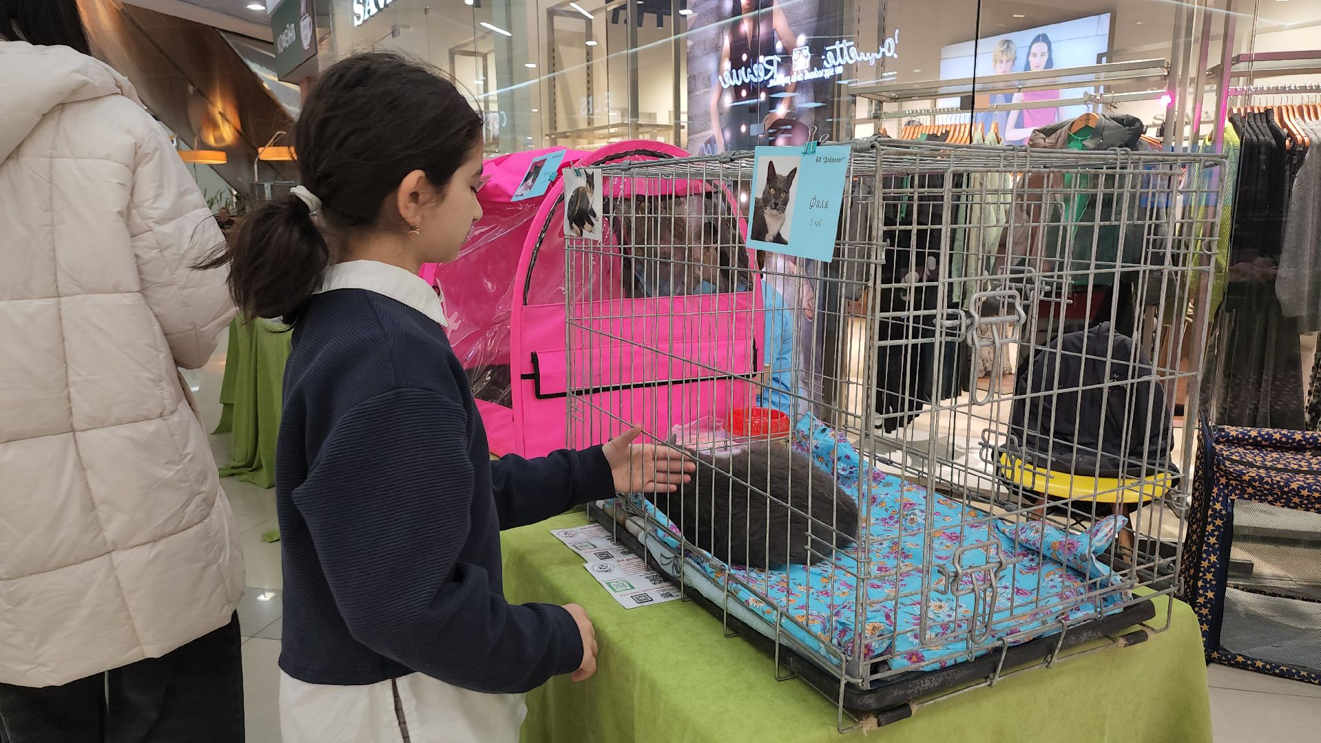 Люберцы, благотворительная выставка, доброкот, домашние животные,