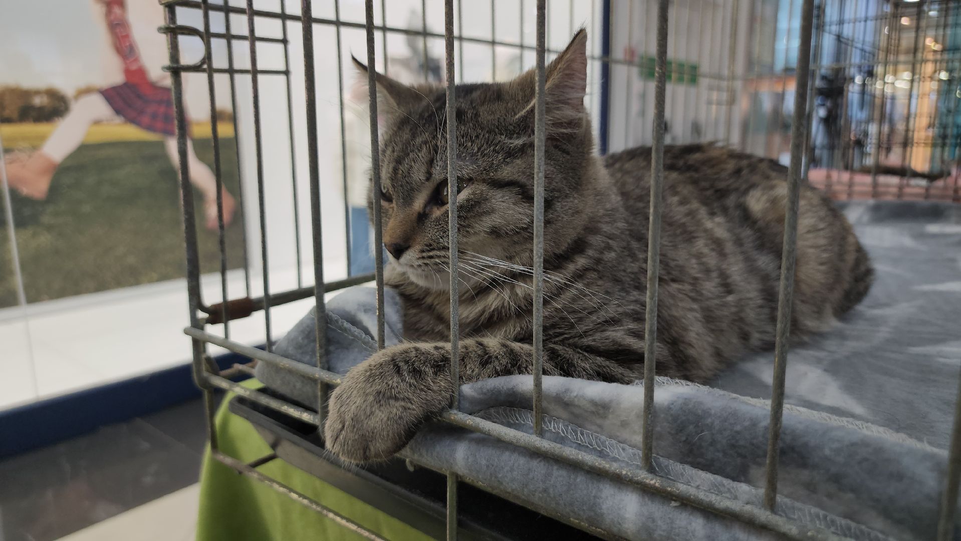 Люберцы, благотворительная выставка, доброкот, домашние животные,