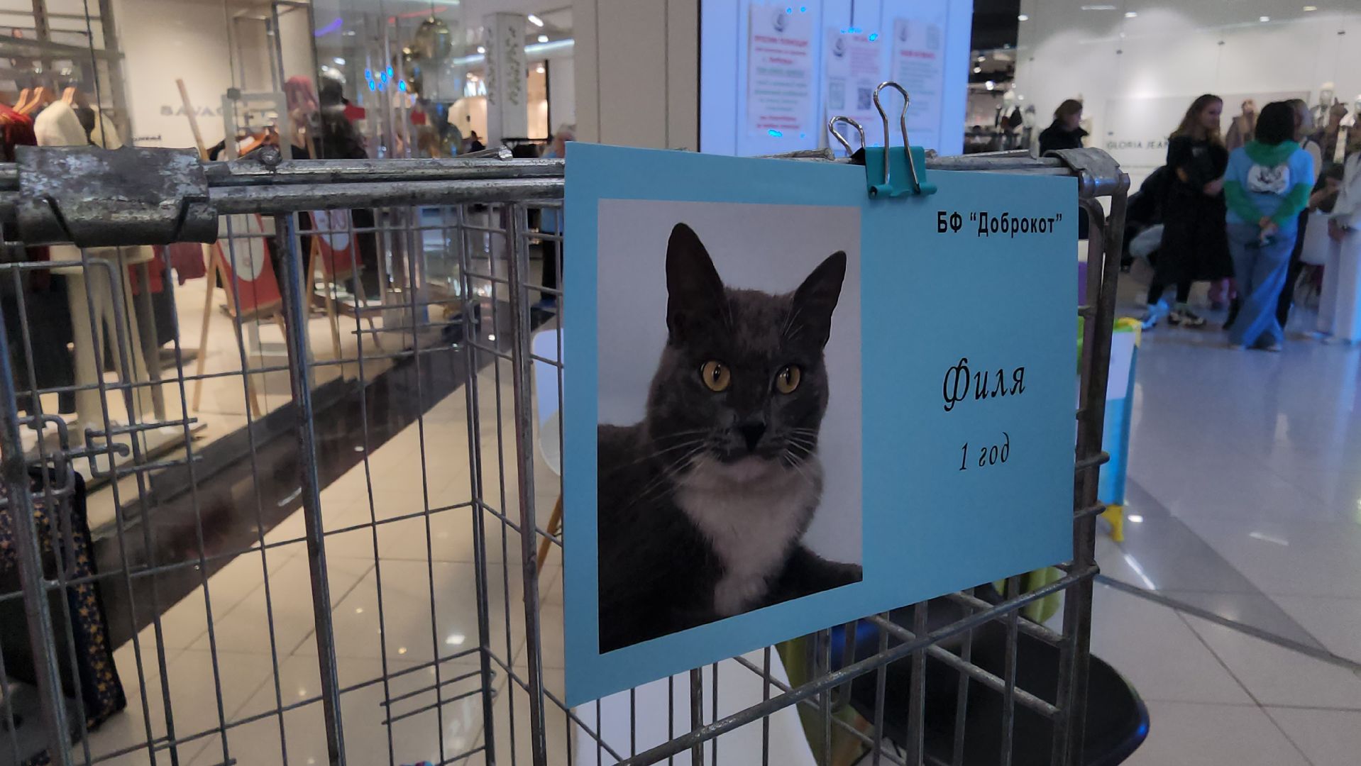 Люберцы, благотворительная выставка, доброкот, домашние животные,
