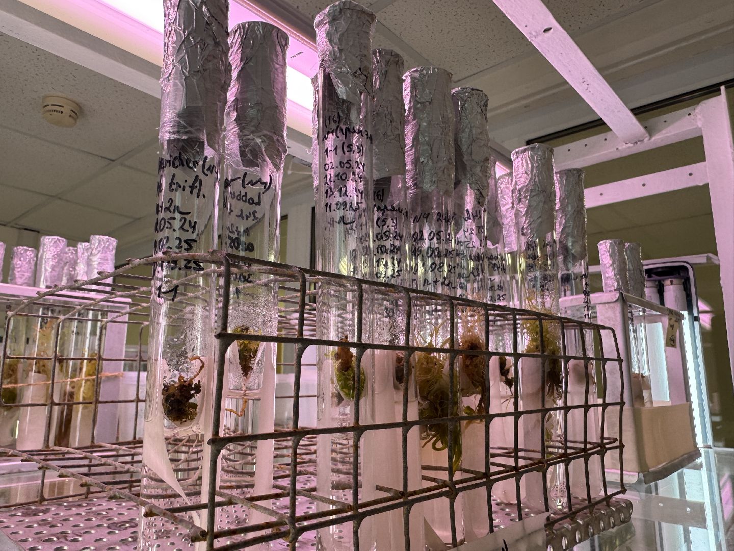 Прорыв в науке, Федеральный научный центр овощеводства, Молодые ученые,