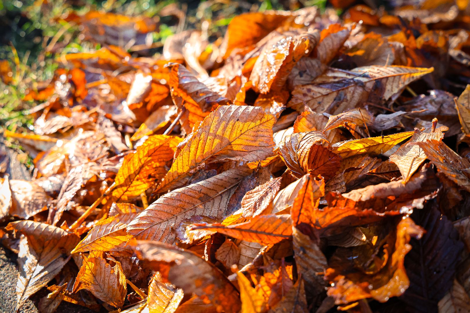клин, благоустройство, уборка листвы, жкх,