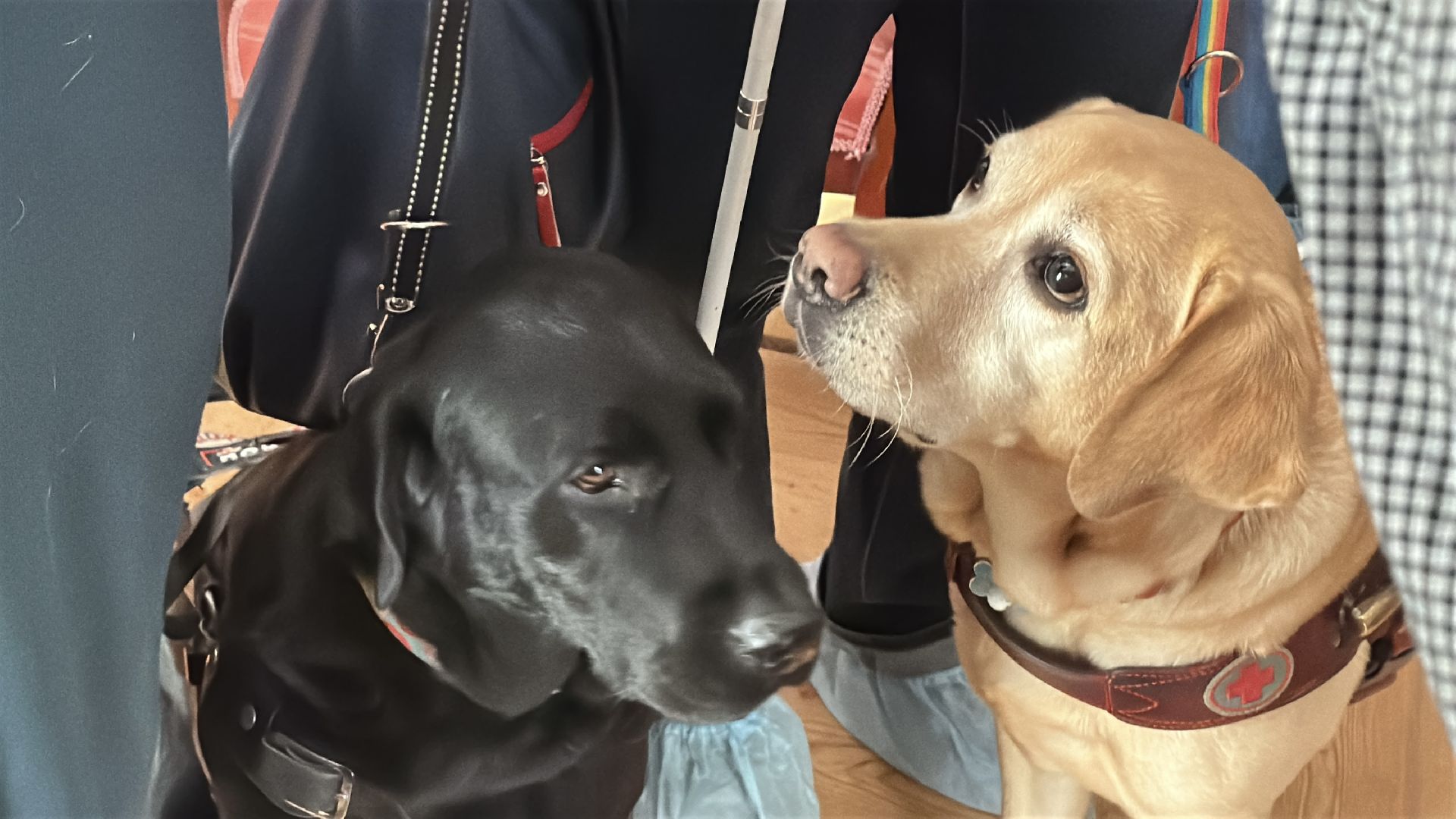 Пушкинский городской округ , Инклюзия, Мураново, Усадьба Мураново,