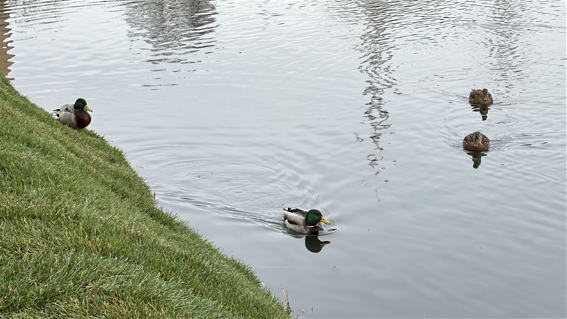 пушкинский городской округ, пушкино, благоуйстройство, травинская набережная, травинское озеро,