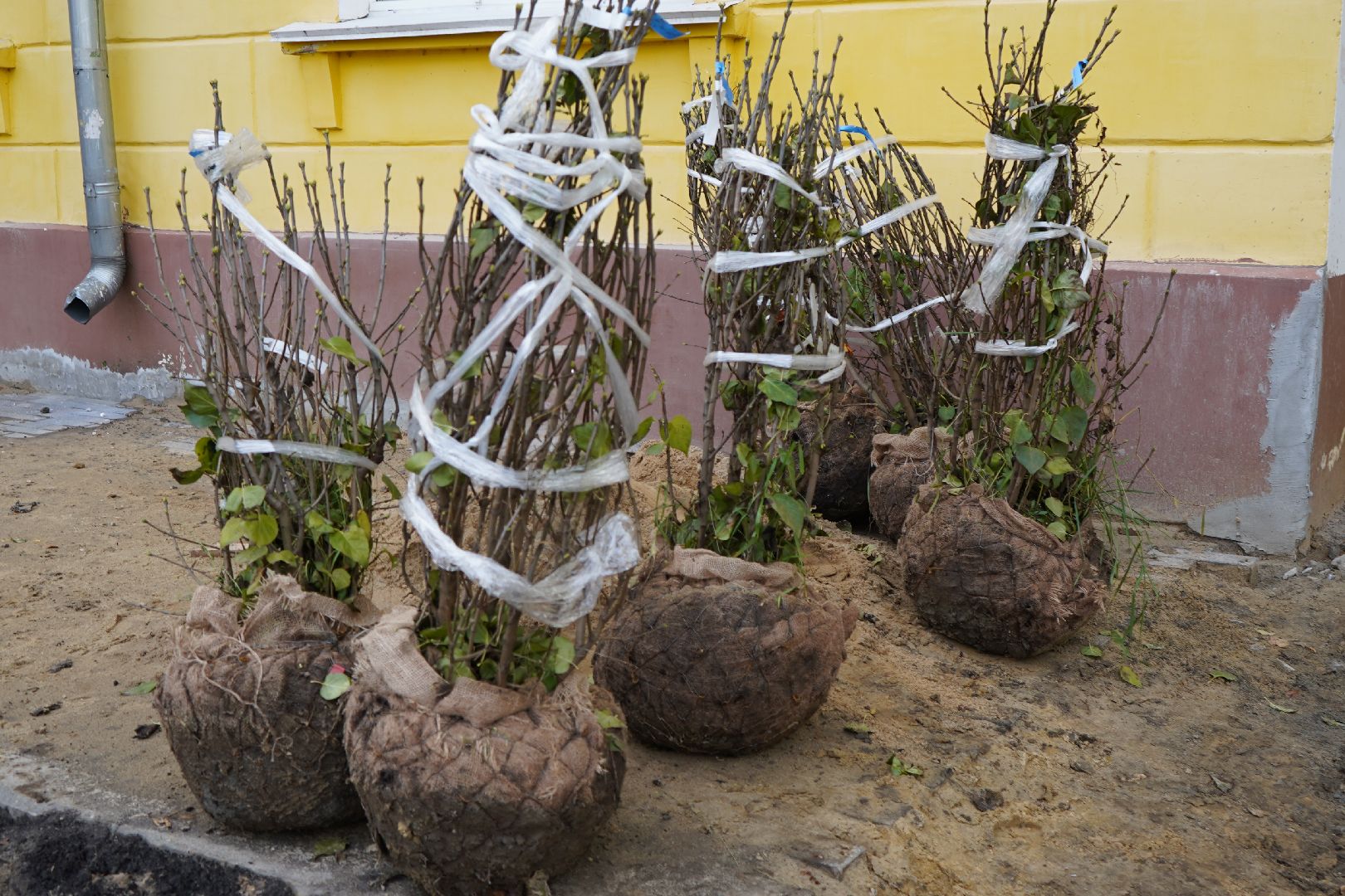 ступино, проспект Победы, благоустройство, новый фонтан, деревья, клены, яблони,