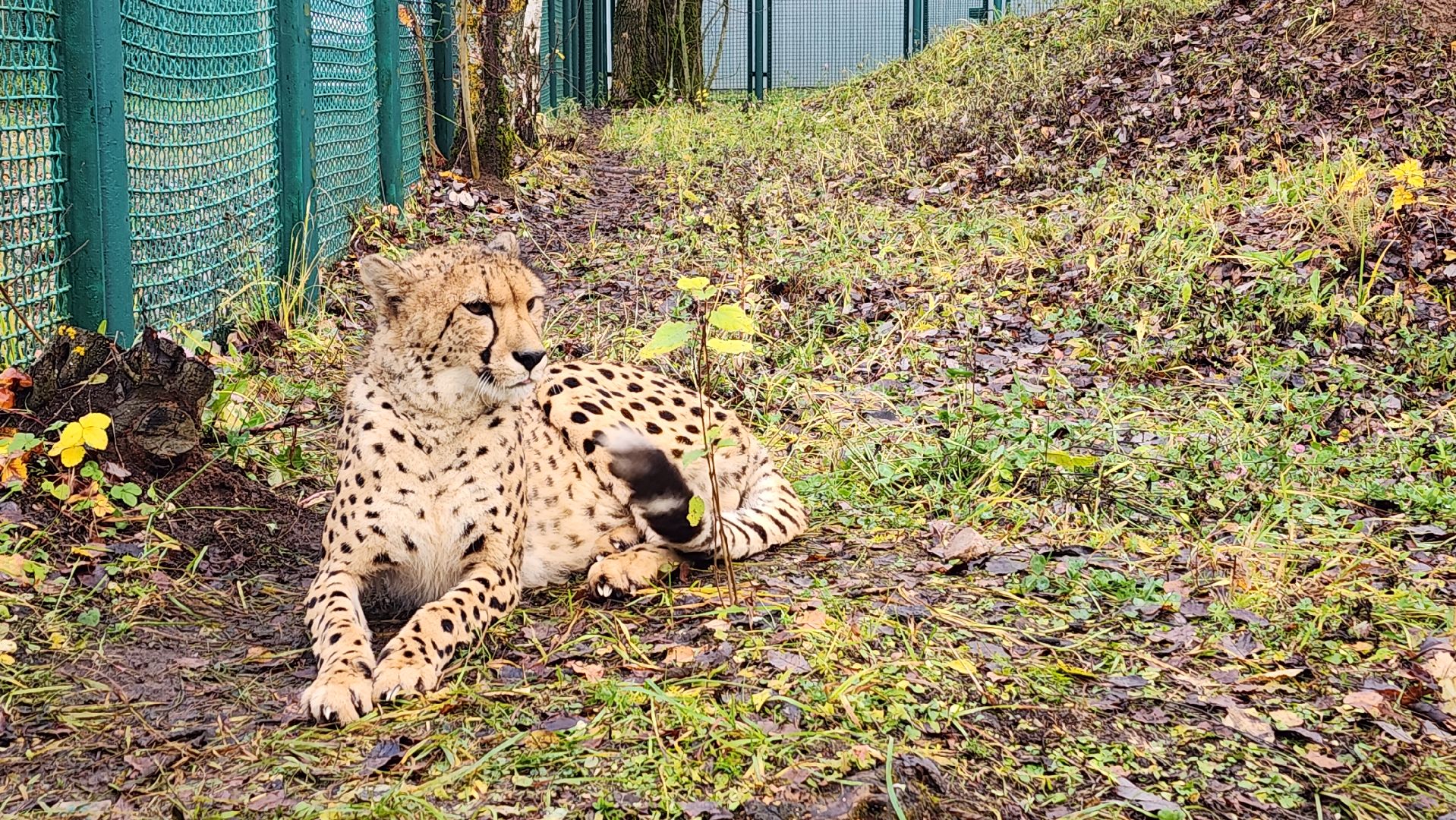 волоколамск, гепард, центр воспроизводства редких видов животных,