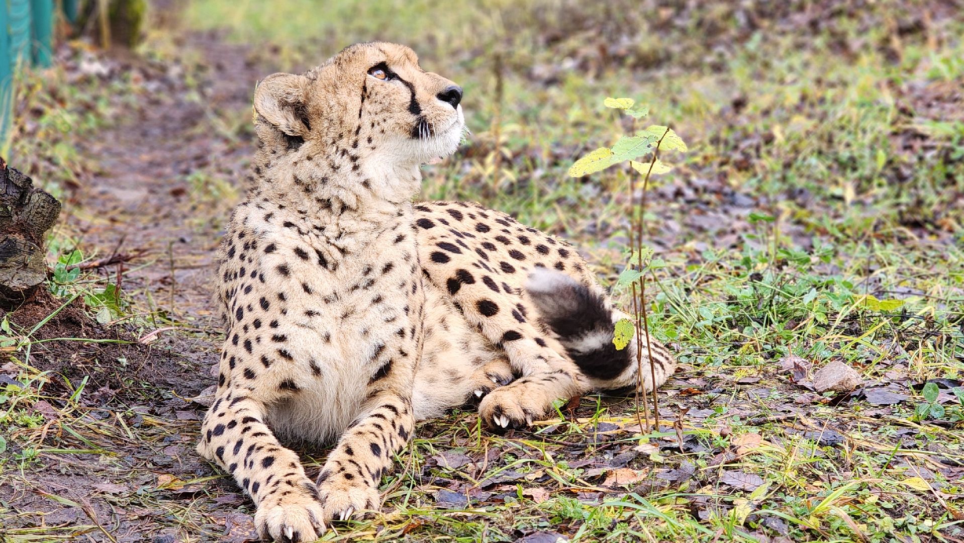волоколамск, гепард, центр воспроизводства редких видов животных,