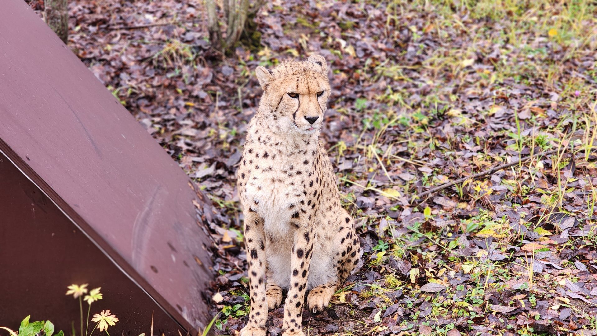 волоколамск, гепард, центр воспроизводства редких видов животных,