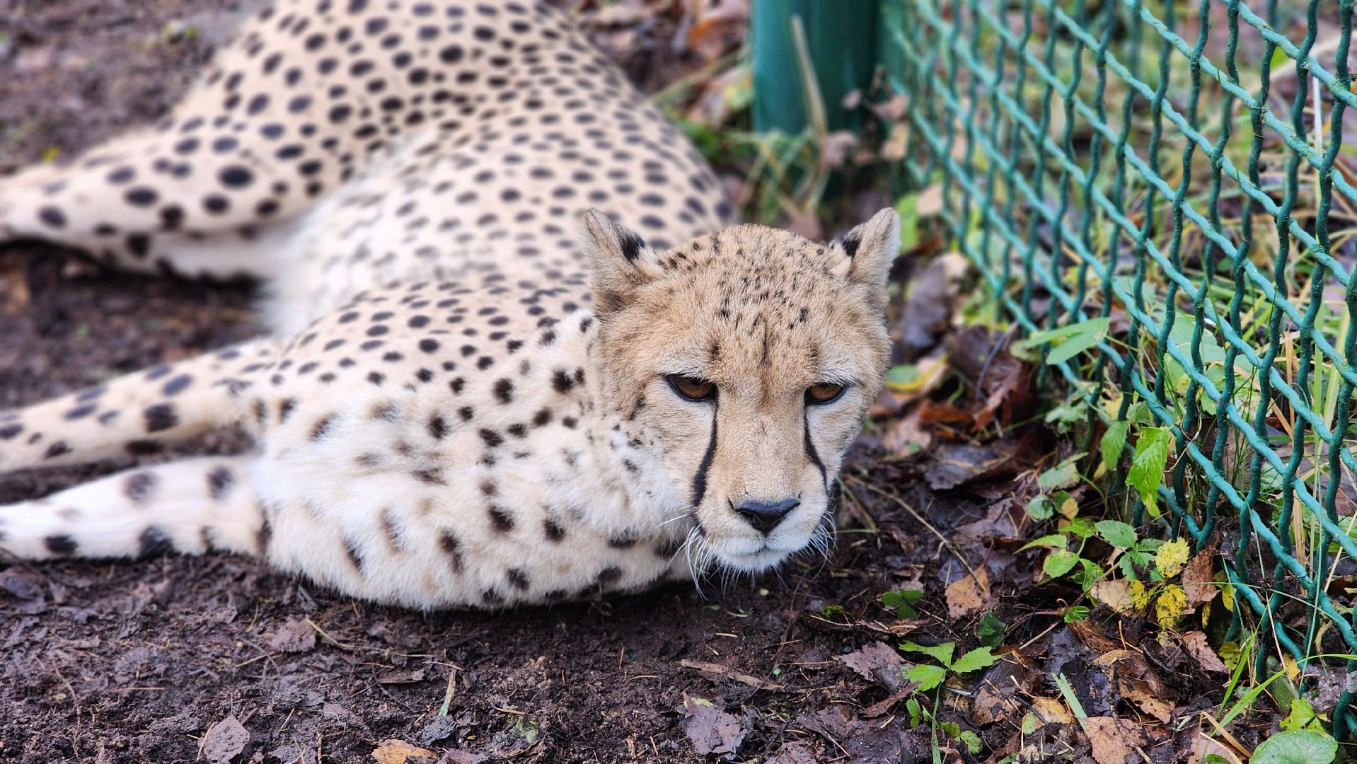 волоколамск, гепард, центр воспроизводства редких видов животных,
