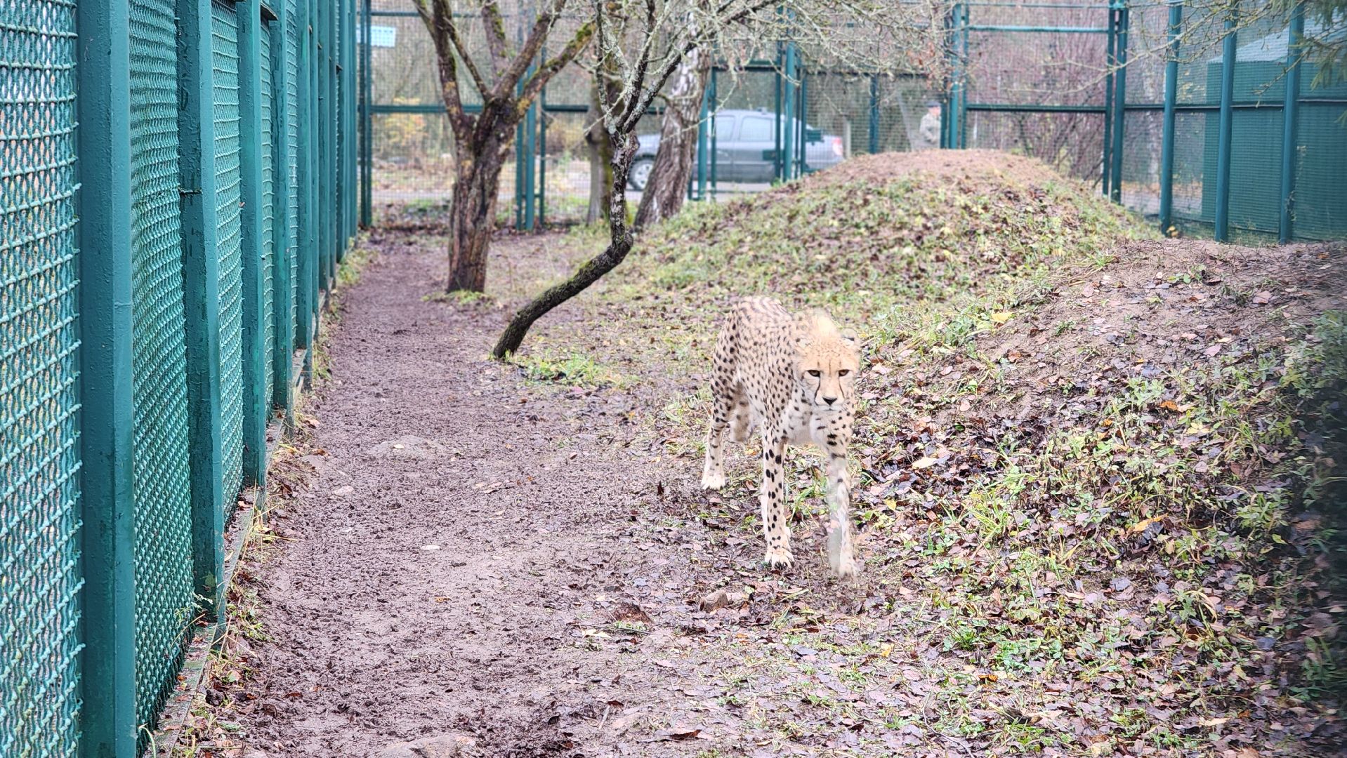 волоколамск, гепард, центр воспроизводства редких видов животных,