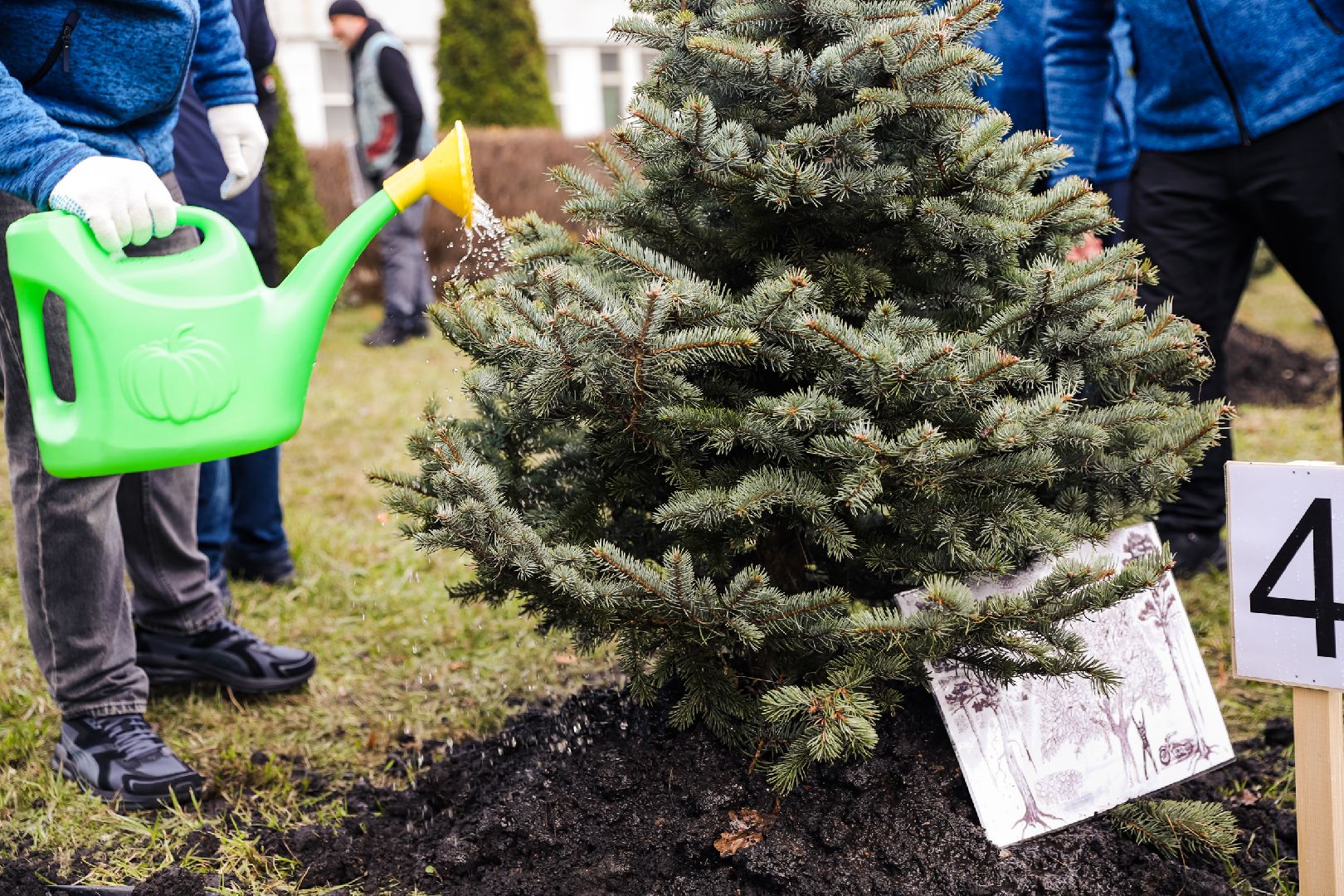 лес, деревья, память, сво,