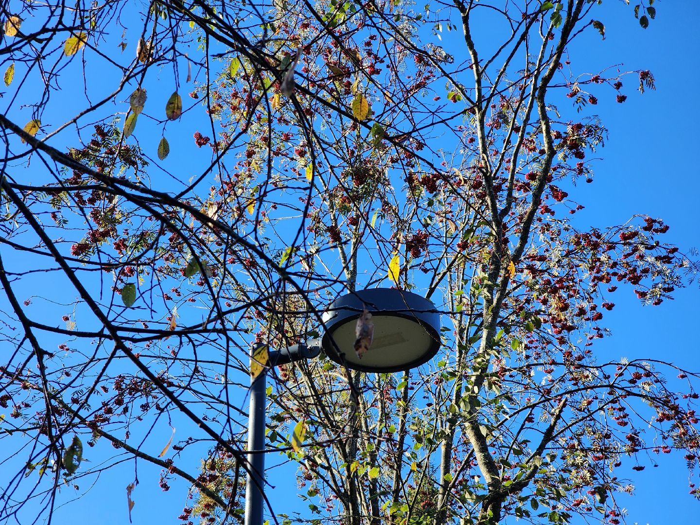 сергиев посад, сергиево-посадский городской округ, парк скитские пруды, лесопарк загорское море, зима в подмосковье, подготовка к зиме,