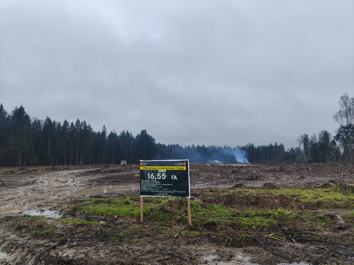 одинцовский городской округ, звенигородское лесничество, санитарная вырубка, мособллес,