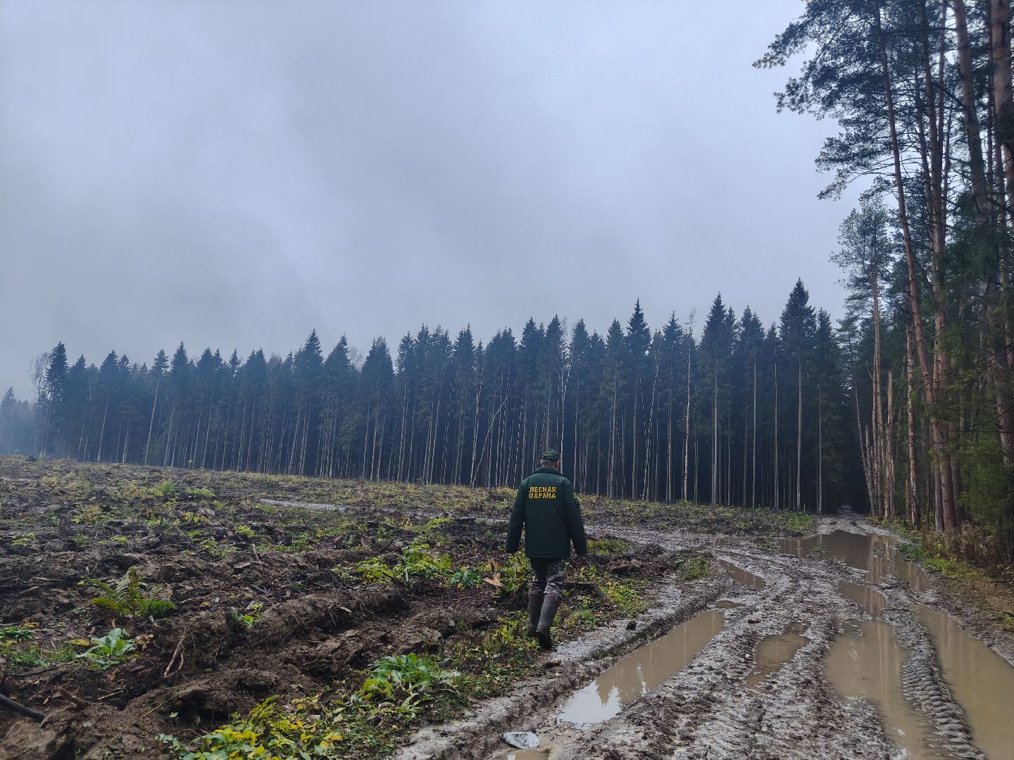одинцовский городской округ, звенигородское лесничество, санитарная вырубка, мособллес,