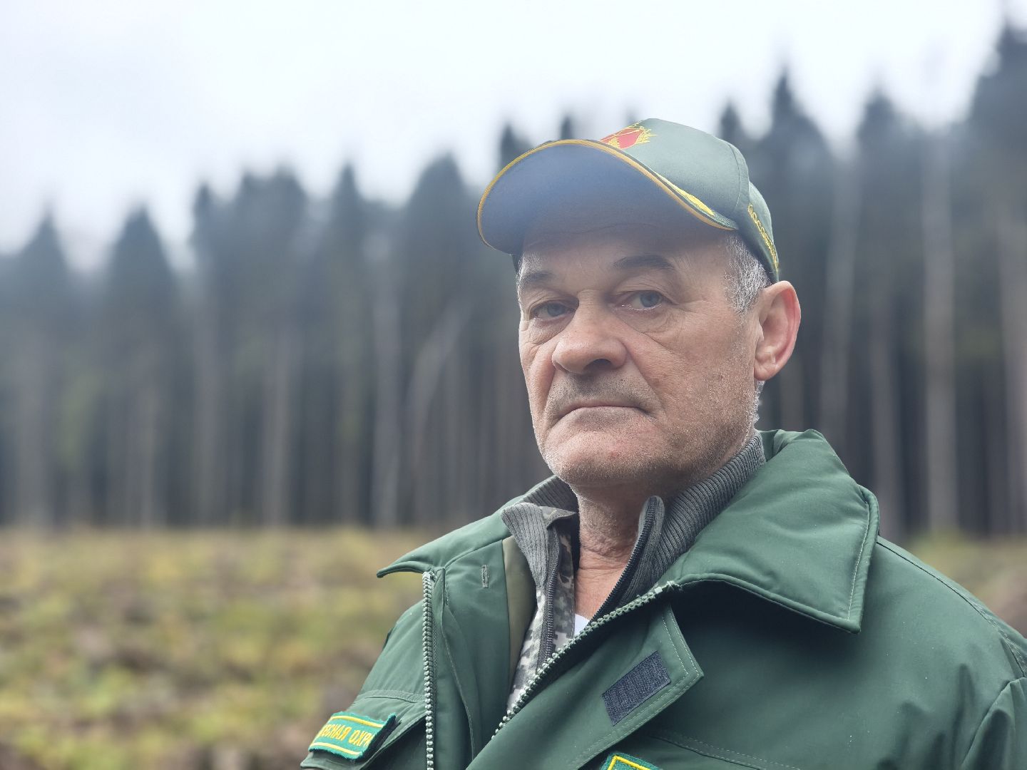 одинцовский городской округ, звенигородское лесничество, санитарная вырубка, мособллес,