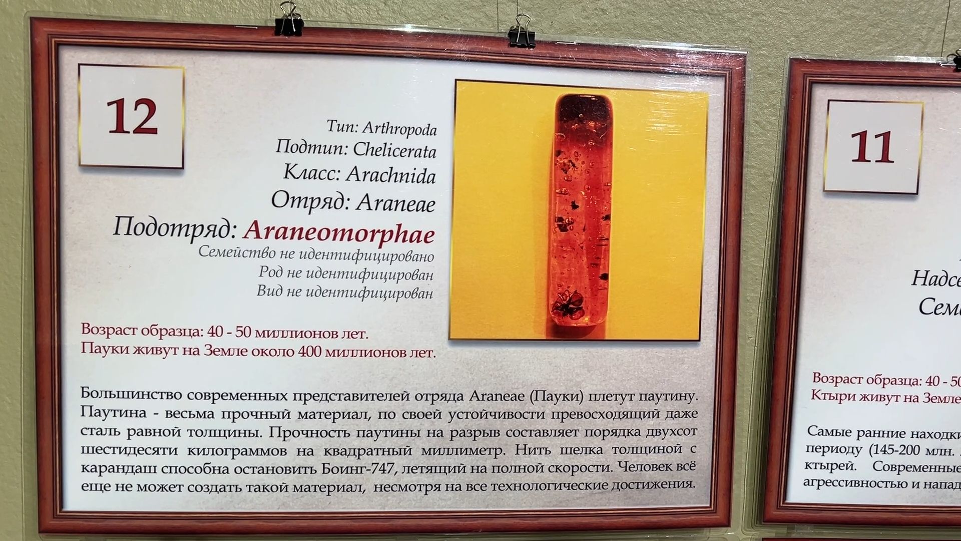 выставка доисторические насекомые в янтаре открыта в балашихе, балашиха, балашихинский историко-краеведческий музей,