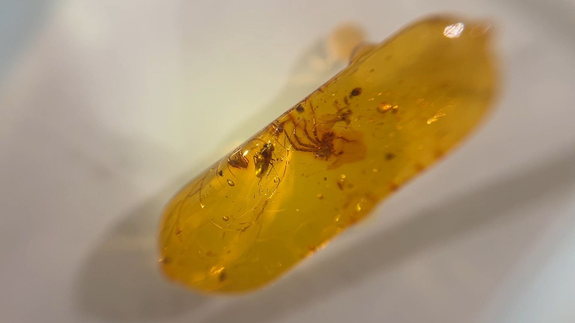 выставка доисторические насекомые в янтаре открыта в балашихе, балашиха, балашихинский историко-краеведческий музей,