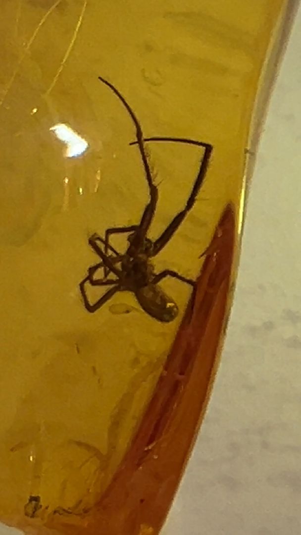 выставка доисторические насекомые в янтаре открыта в балашихе, балашиха, балашихинский историко-краеведческий музей,