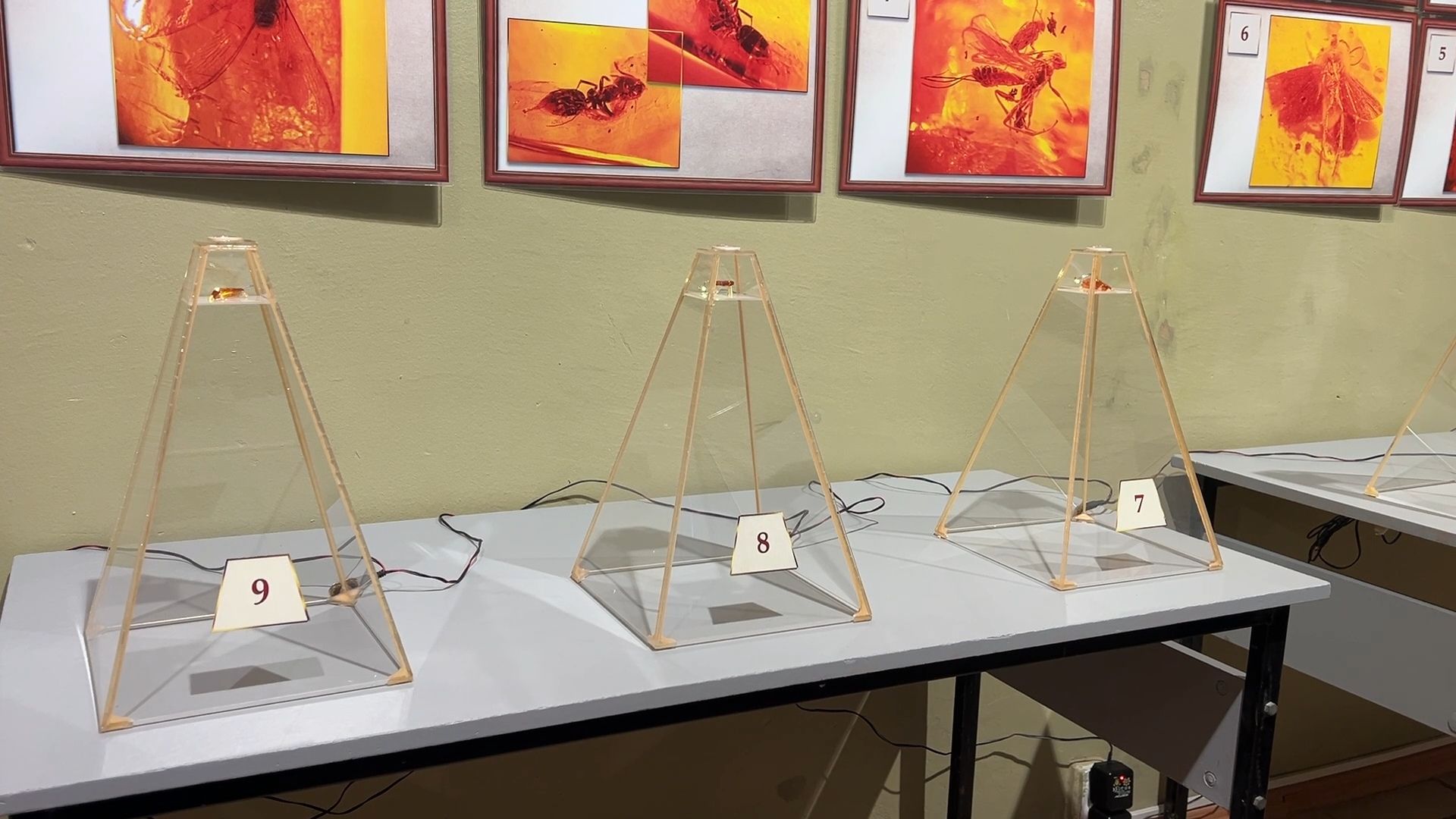 выставка доисторические насекомые в янтаре открыта в балашихе, балашиха, балашихинский историко-краеведческий музей,