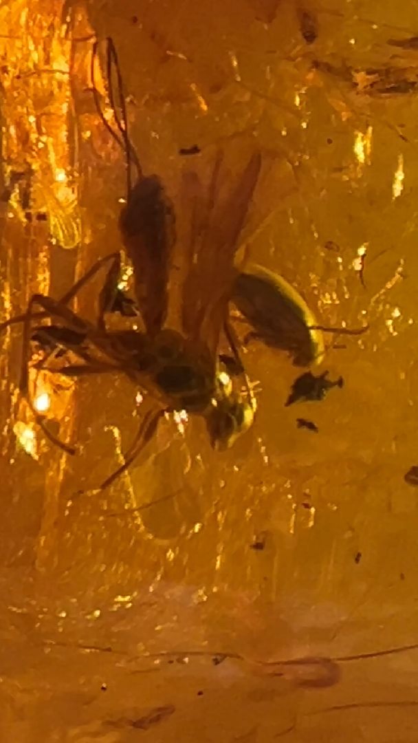 выставка доисторические насекомые в янтаре открыта в балашихе, балашиха, балашихинский историко-краеведческий музей,