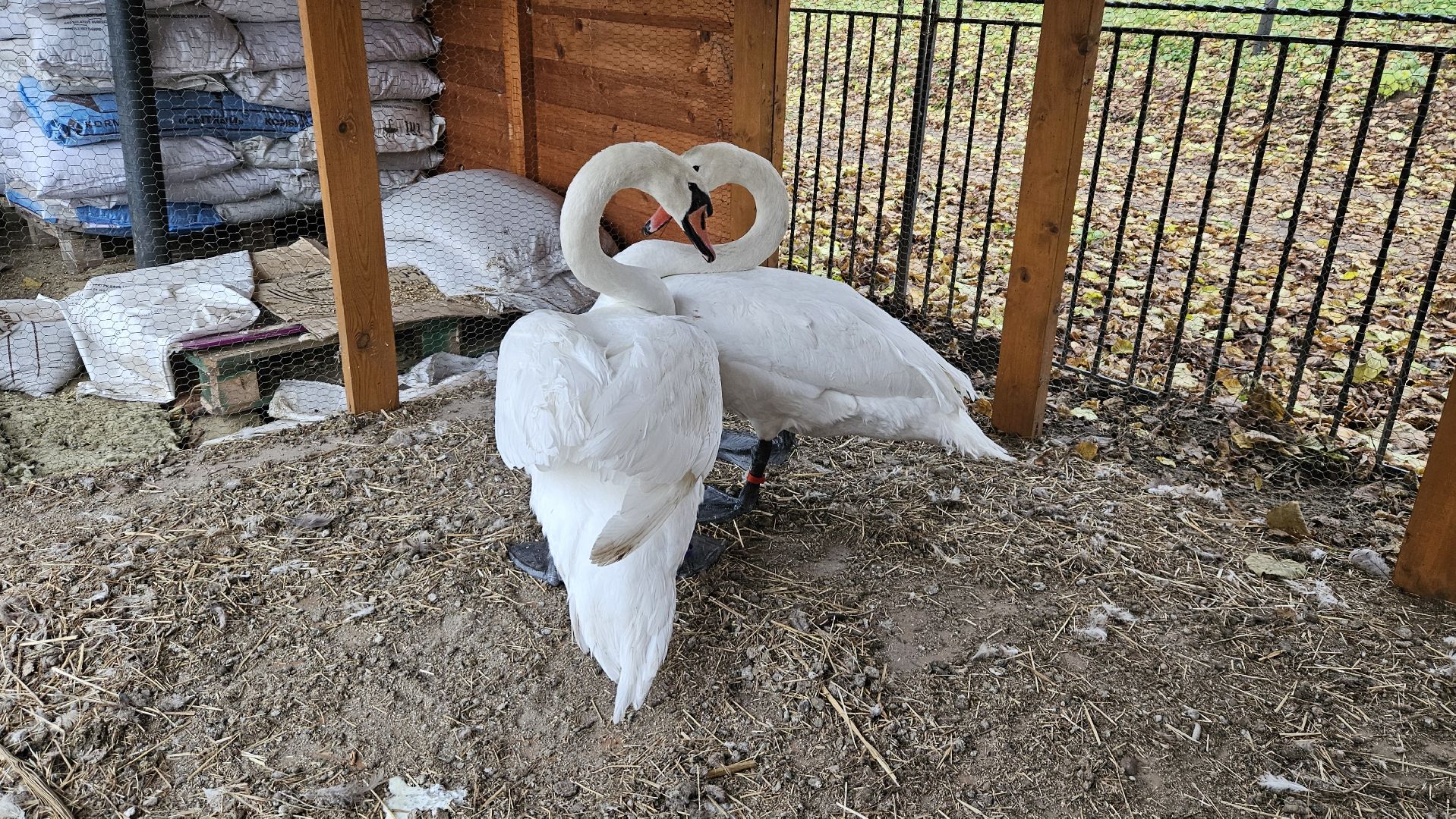 долгопрудный,центральный парк победы, лебеди, лебедь белая, иван да марья,усадьба брюса,
