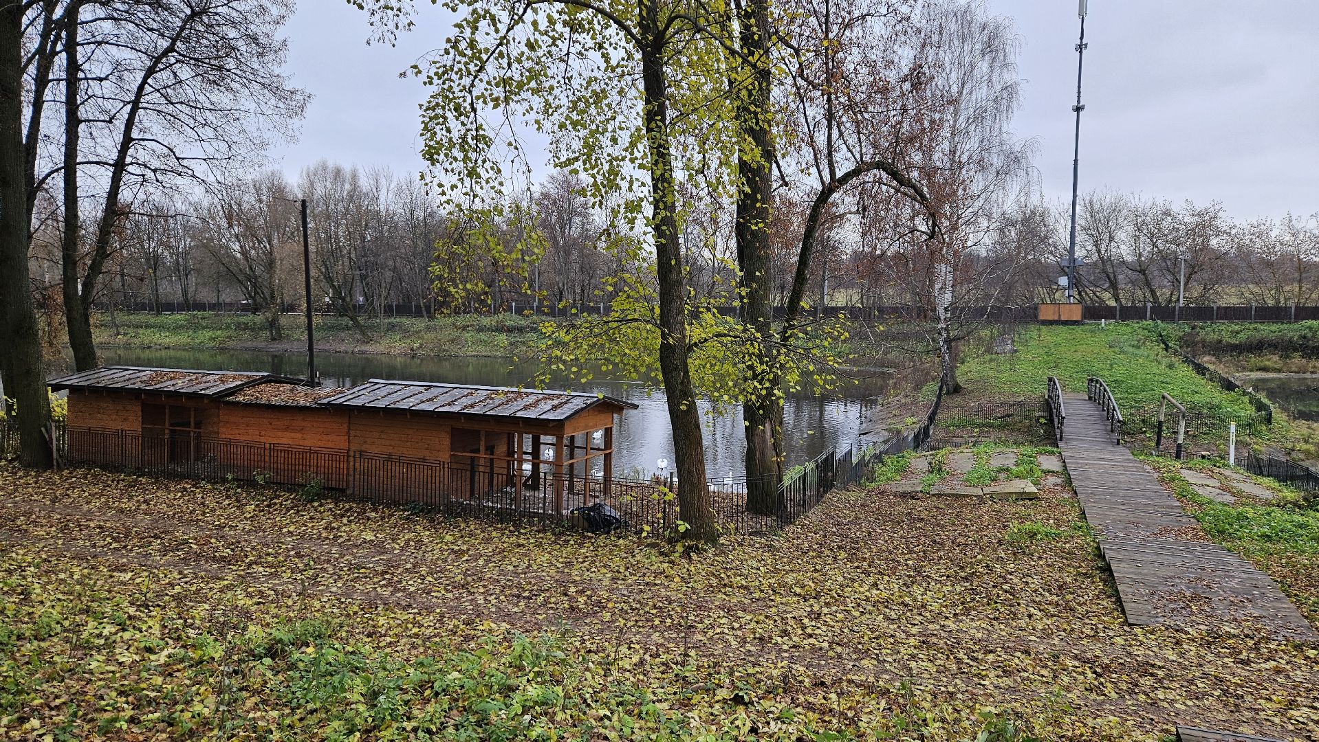 долгопрудный,центральный парк победы, лебеди, лебедь белая, иван да марья,усадьба брюса,