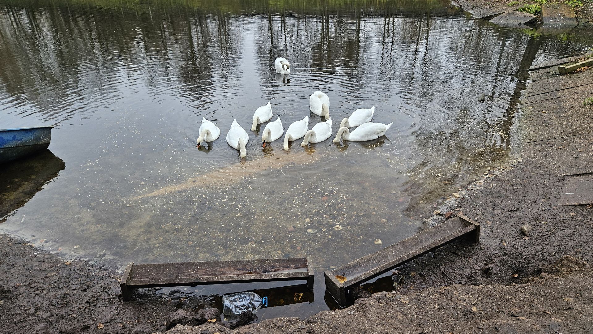 долгопрудный,центральный парк победы, лебеди, лебедь белая, иван да марья,усадьба брюса,