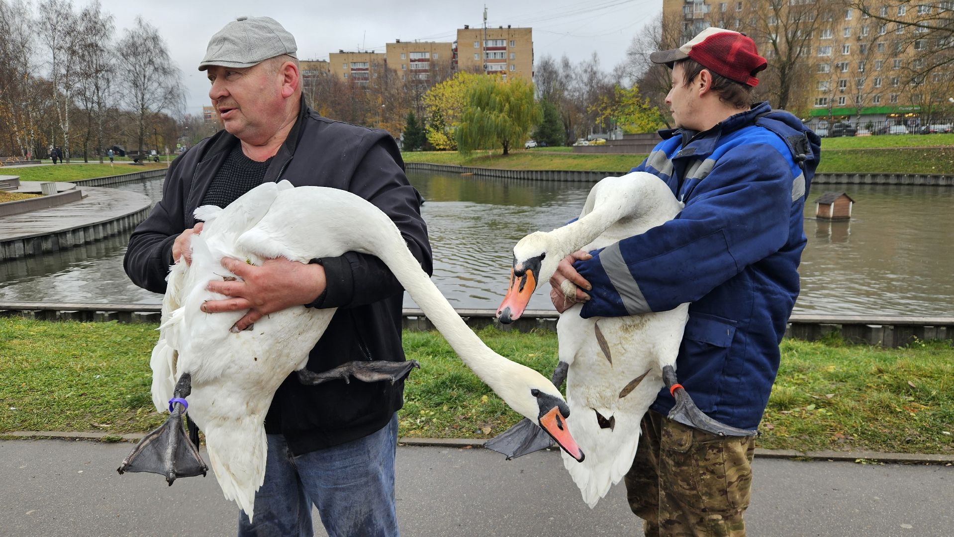 долгопрудный,центральный парк победы, лебеди, лебедь белая, иван да марья,усадьба брюса,
