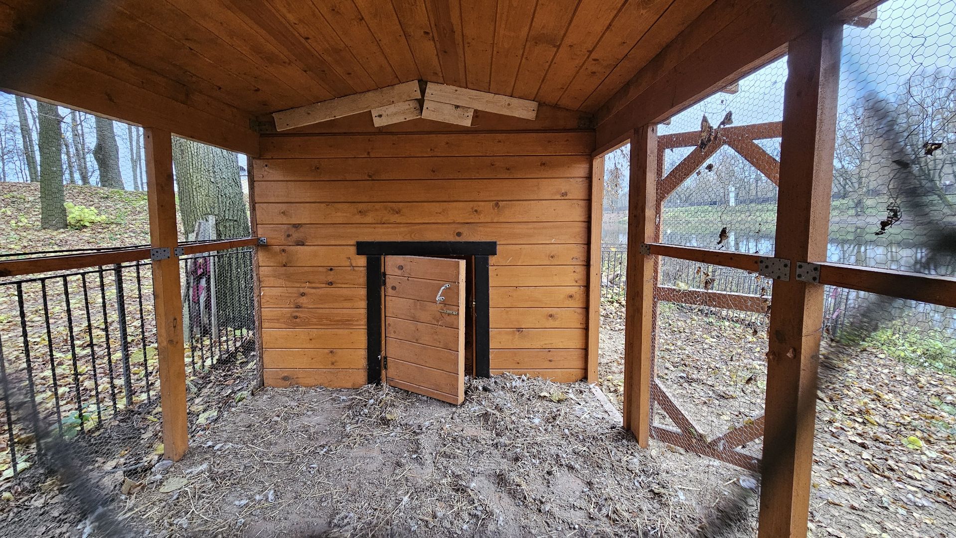 долгопрудный,центральный парк победы, лебеди, лебедь белая, иван да марья,усадьба брюса,