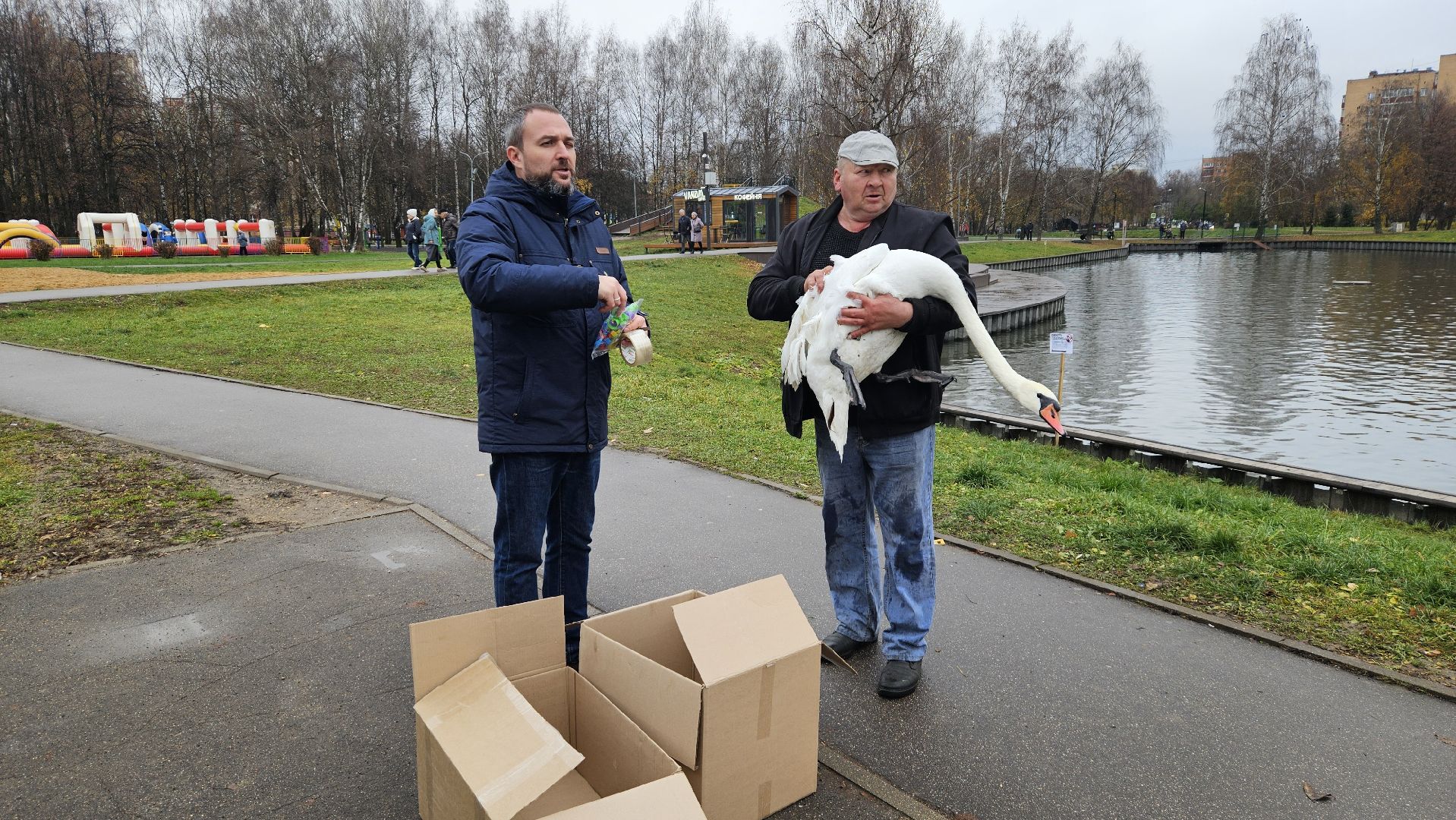 долгопрудный,центральный парк победы, лебеди, лебедь белая, иван да марья,усадьба брюса,