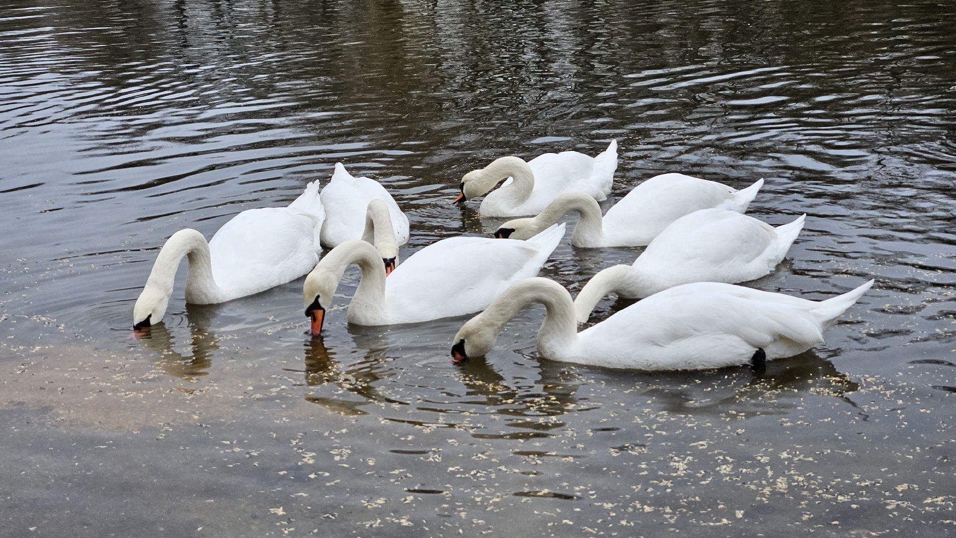 долгопрудный,центральный парк победы, лебеди, лебедь белая, иван да марья,усадьба брюса,