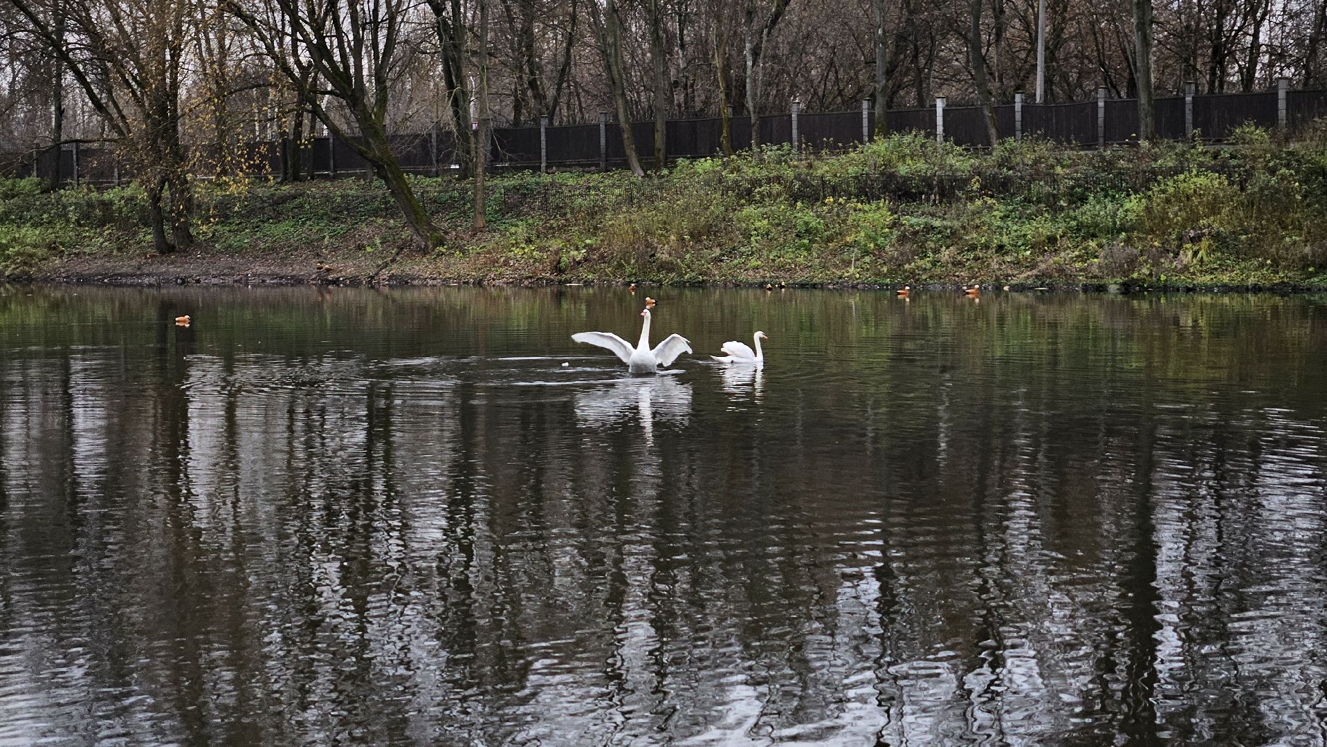 долгопрудный,центральный парк победы, лебеди, лебедь белая, иван да марья,усадьба брюса,