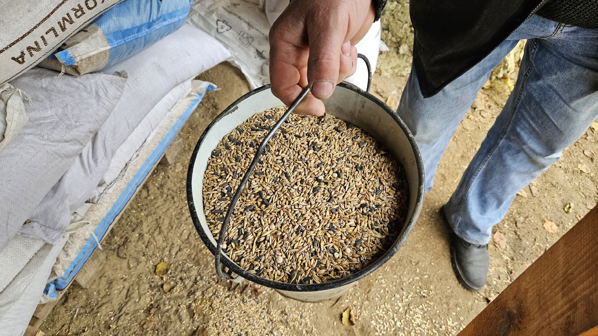 долгопрудный,центральный парк победы, лебеди, лебедь белая, иван да марья,усадьба брюса,