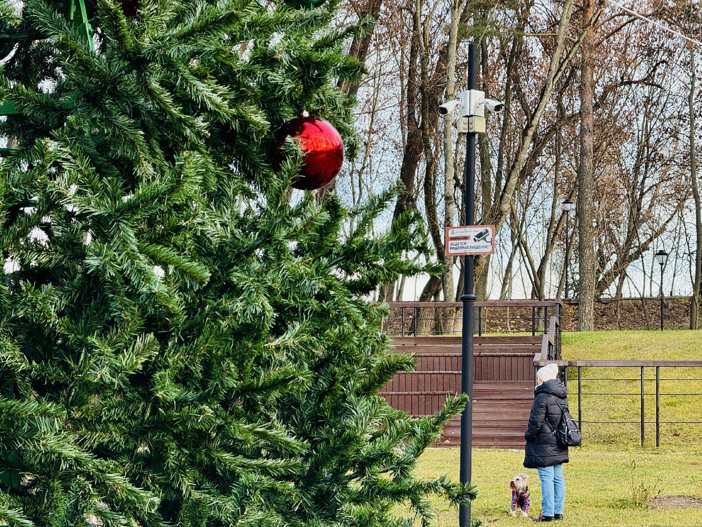 Раменское, раменский городской парк, новогодние елки, зима в подмосковье, Зима в Подмосковье 2025,