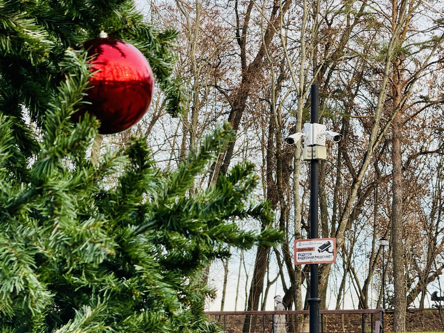 Раменское, раменский городской парк, новогодние елки, зима в подмосковье, Зима в Подмосковье 2025,