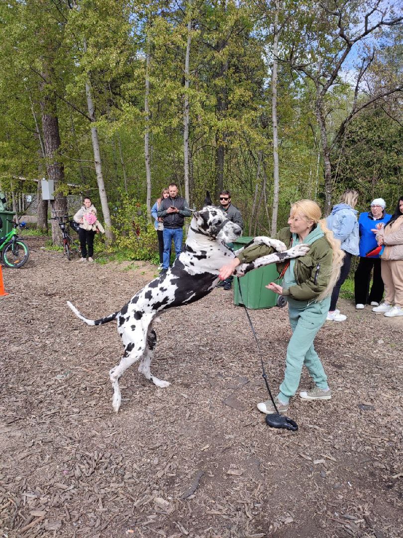 9 мая, Мытищи, День Победы, Юнармия, кинологи