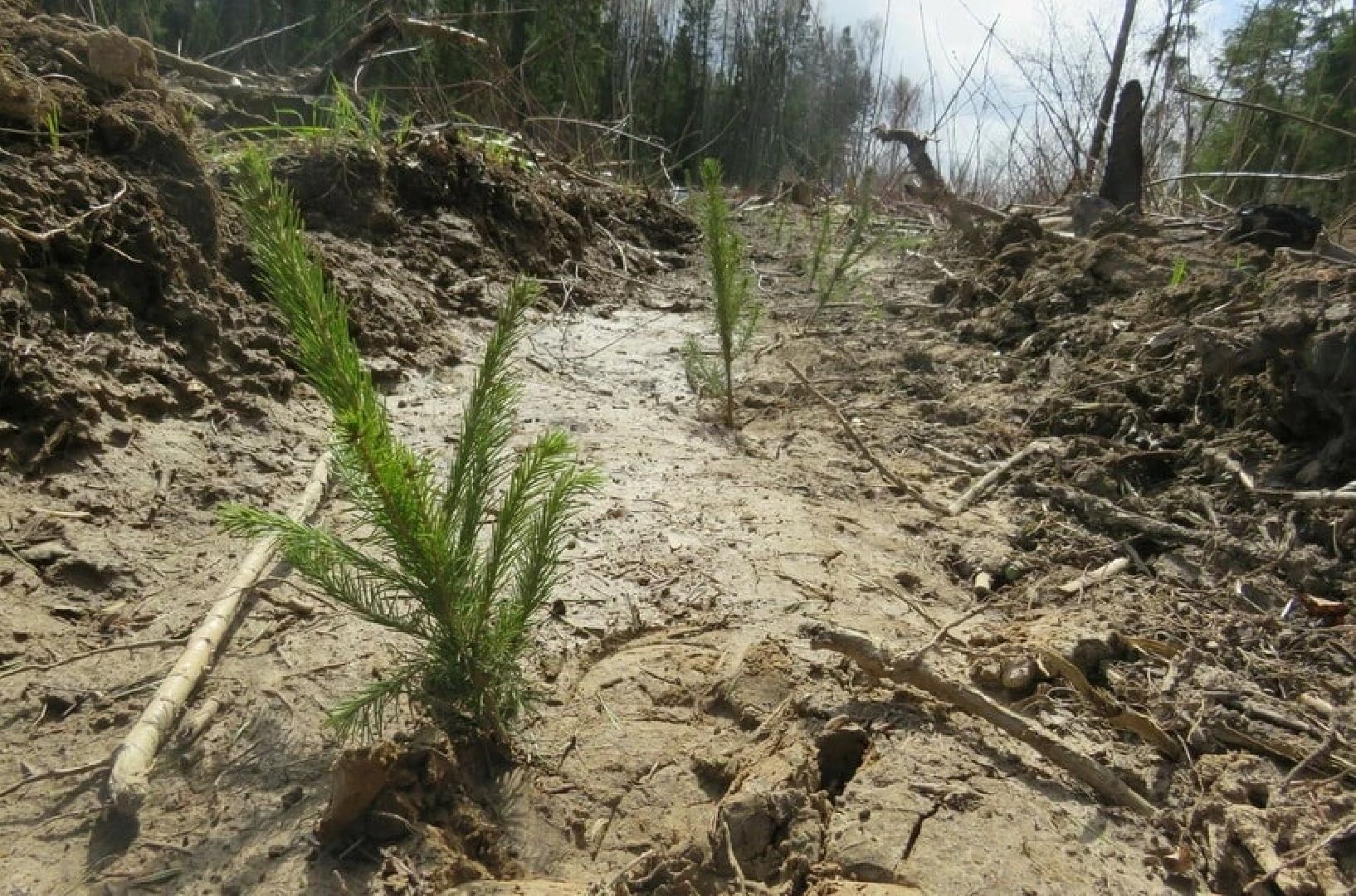 Мытищи, Лес Победы, Экология