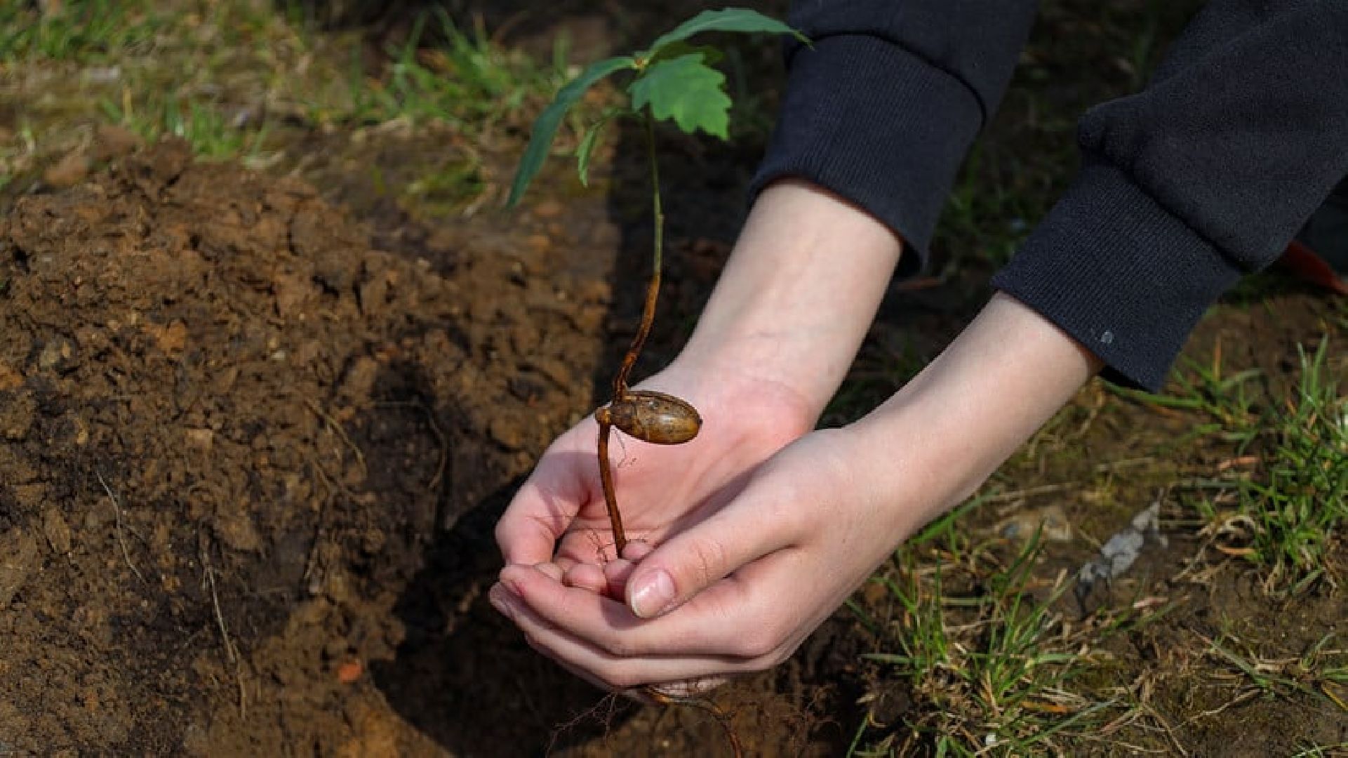 Мытищи, Лес Победы, Экология