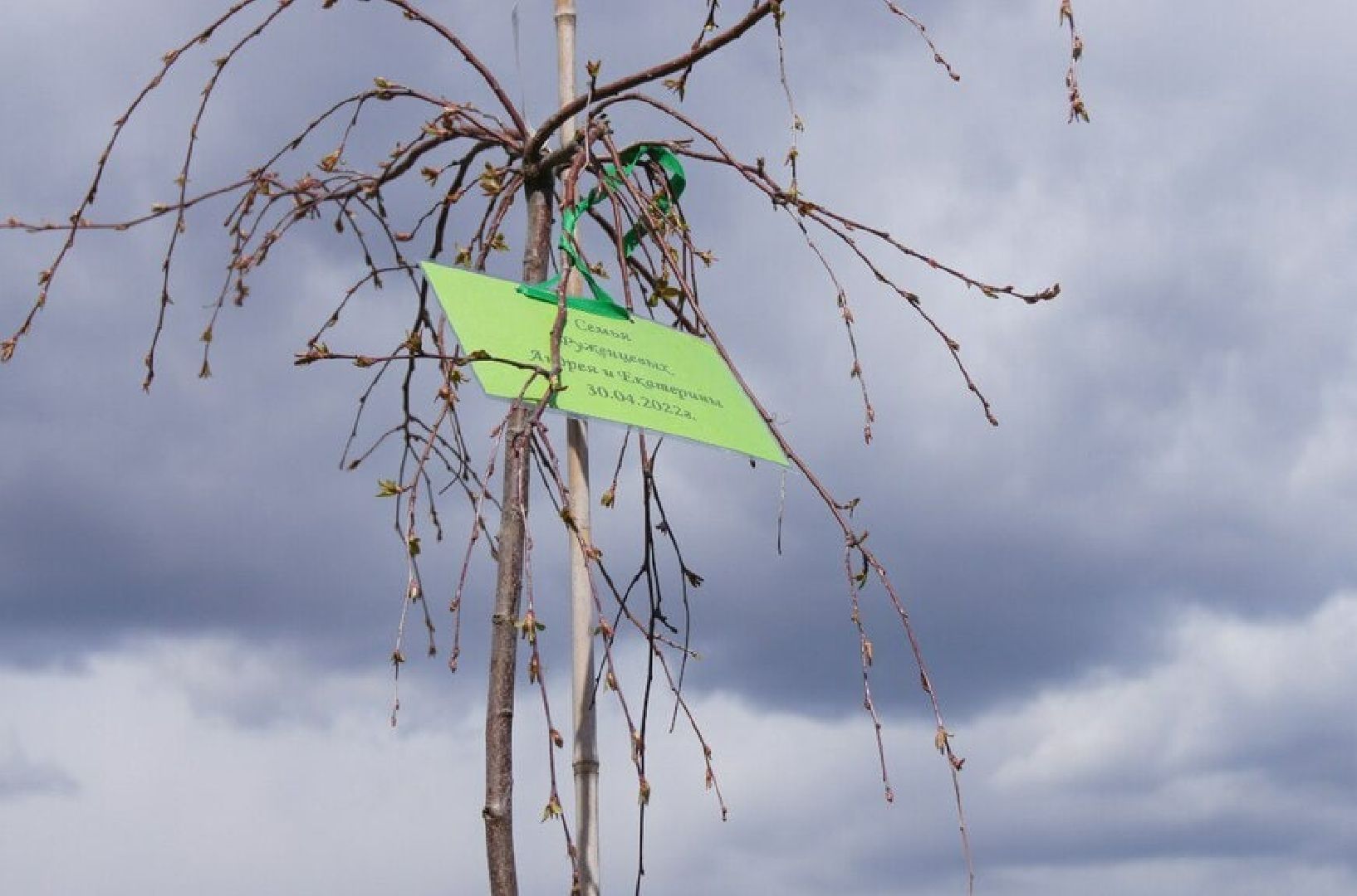 Мытищи, Лес Победы, Экология