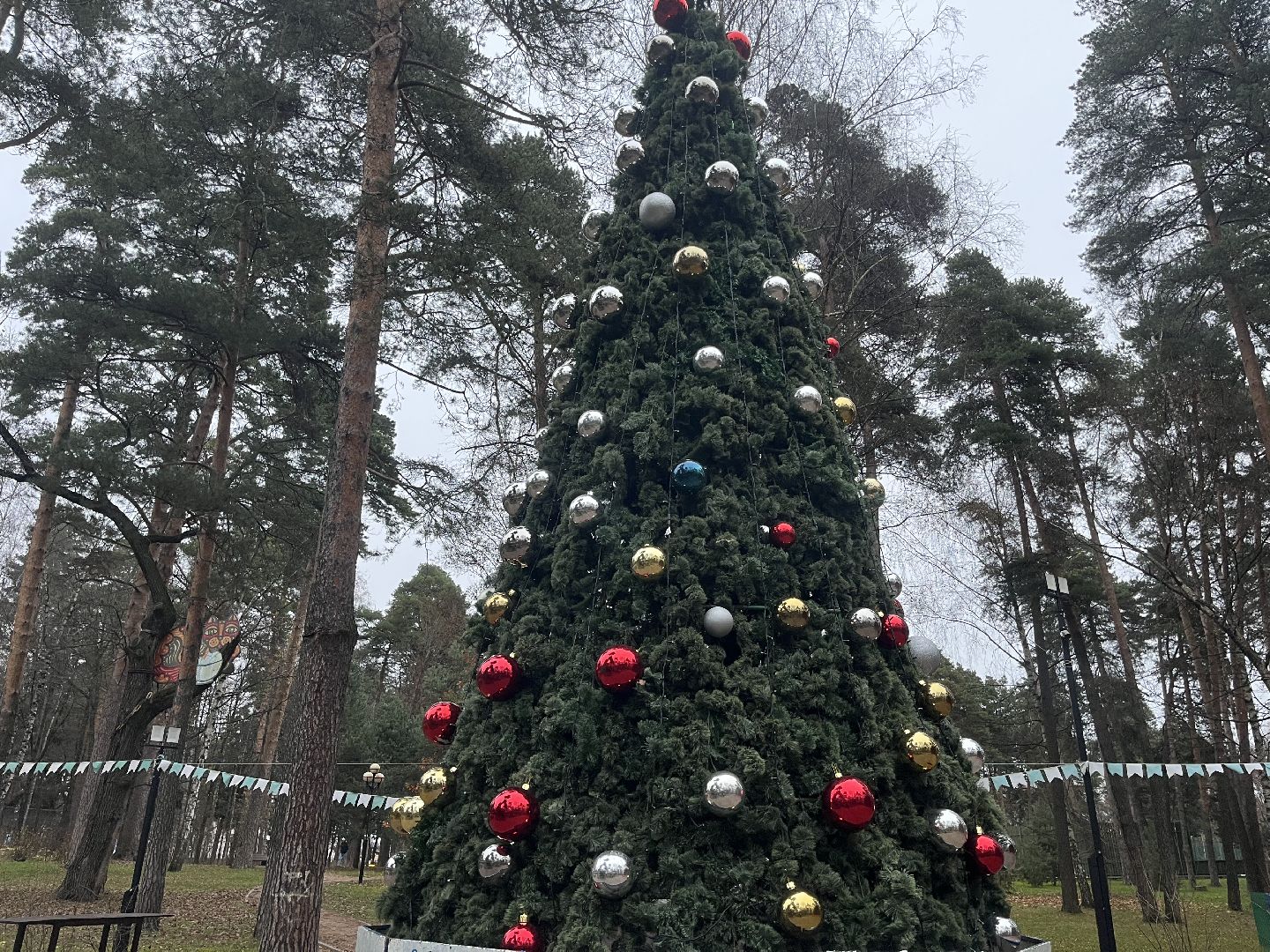 красногорск, ёлка,