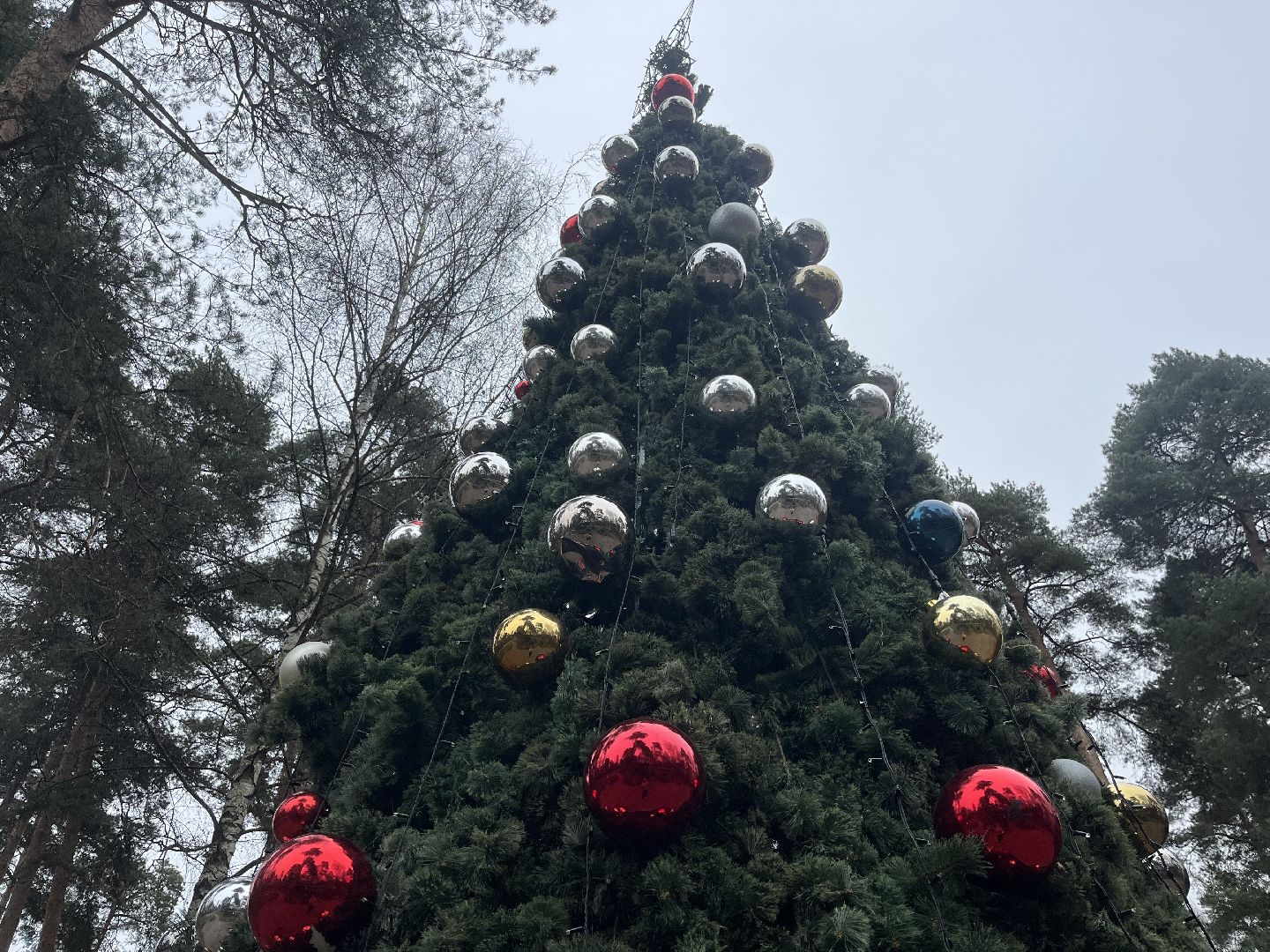 красногорск, ёлка,