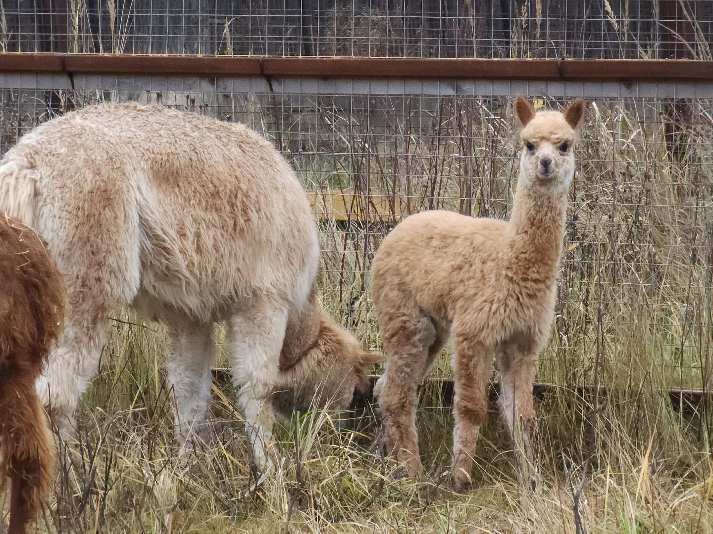 лосиный остров, мытищи,