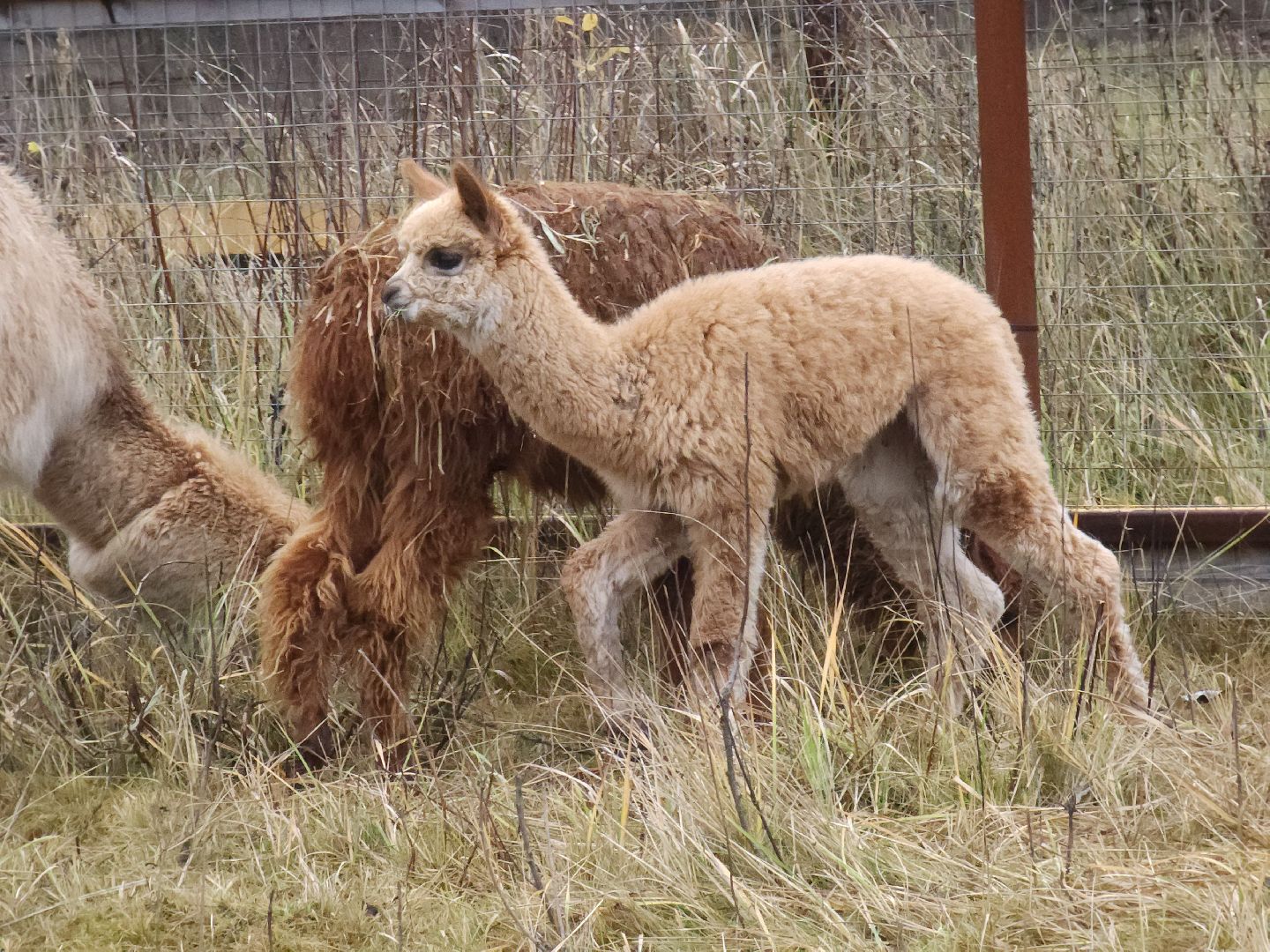 лосиный остров, мытищи,