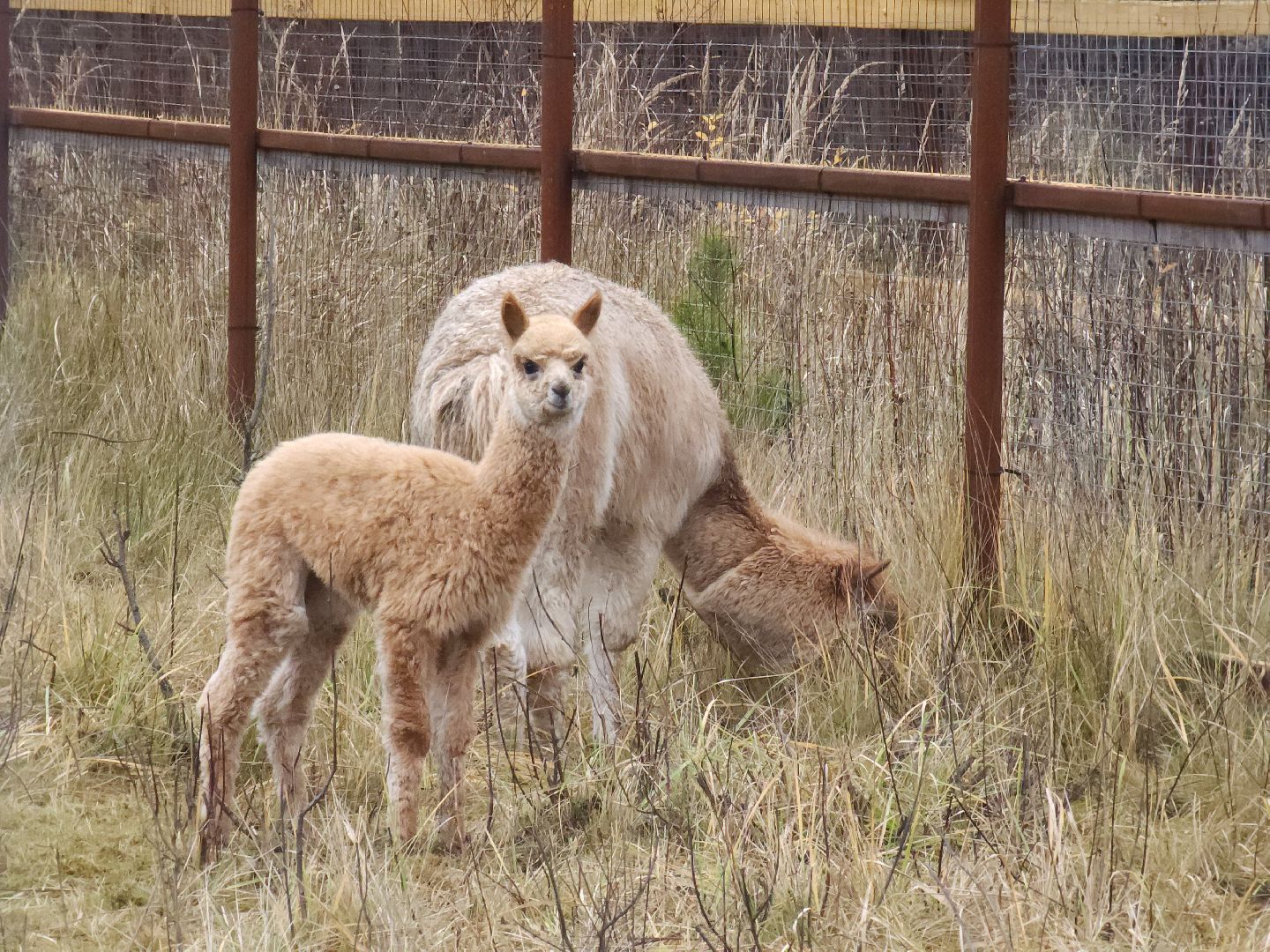 лосиный остров, мытищи,