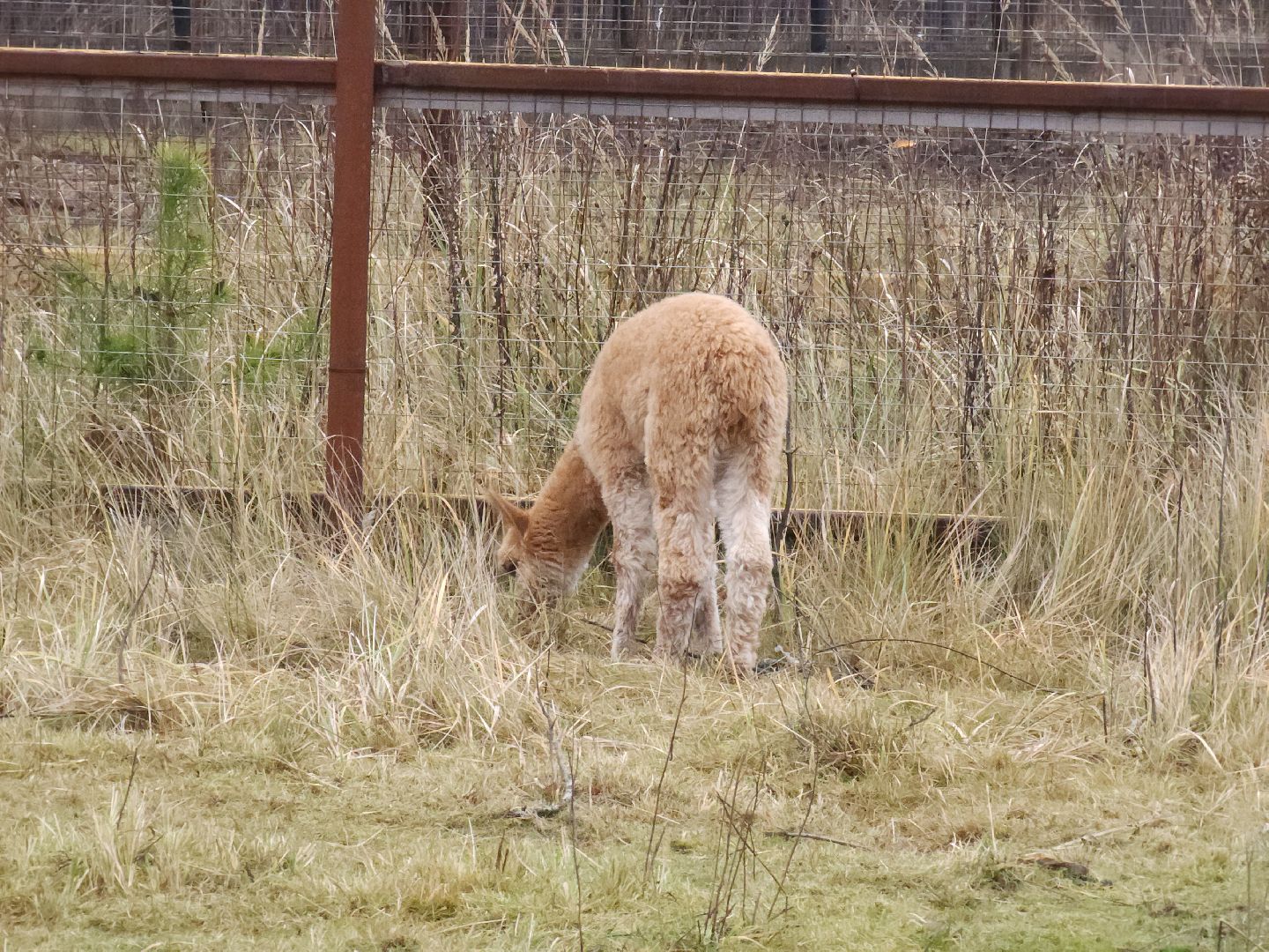 лосиный остров, мытищи,