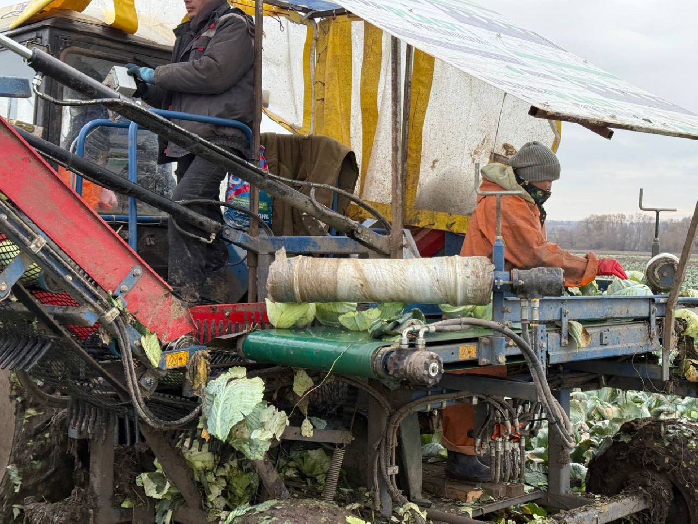 луховицы, сбор урожая, сельское хозяйство,