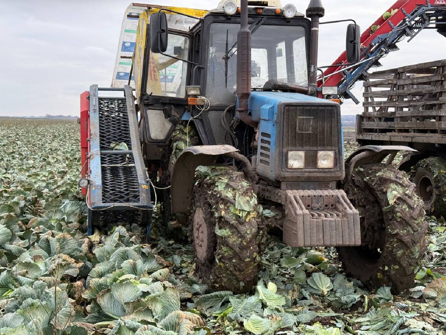 луховицы, сбор урожая, сельское хозяйство,