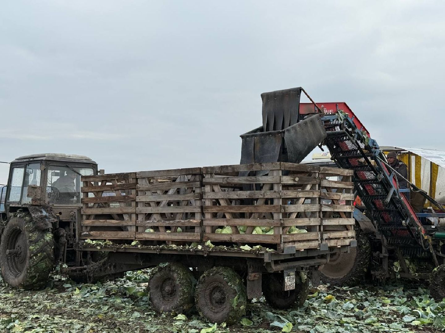 луховицы, сбор урожая, сельское хозяйство,